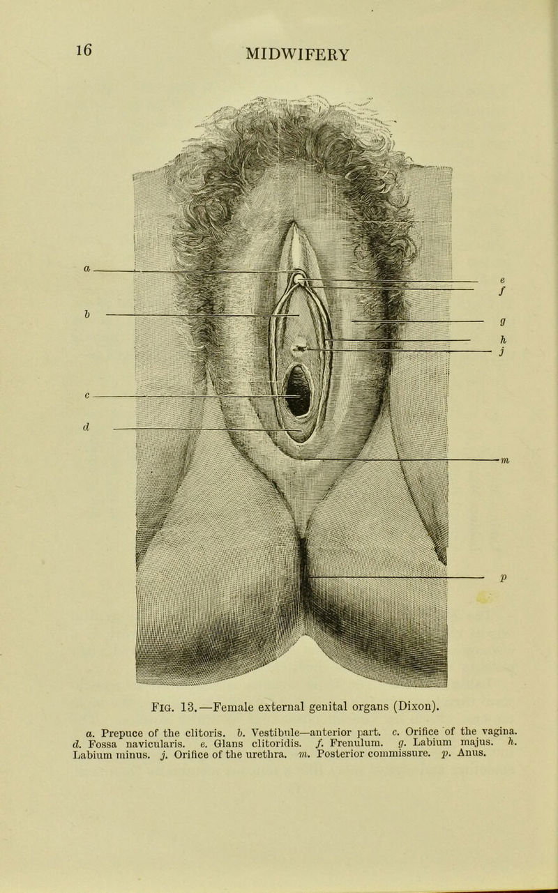 a b c d Fig. 13.—Female external genital organs (Dixon). a. Prepuce of the clitoris, b. Vestibule—anterior part. c. Orifice of the vagina d. Fossa navicularis. e. Gians clitoridis. /. Frenulum, g. Labium majus. h Labium minus, j. Orifice of the urethra, m. Posterior commissure, p. Anus.