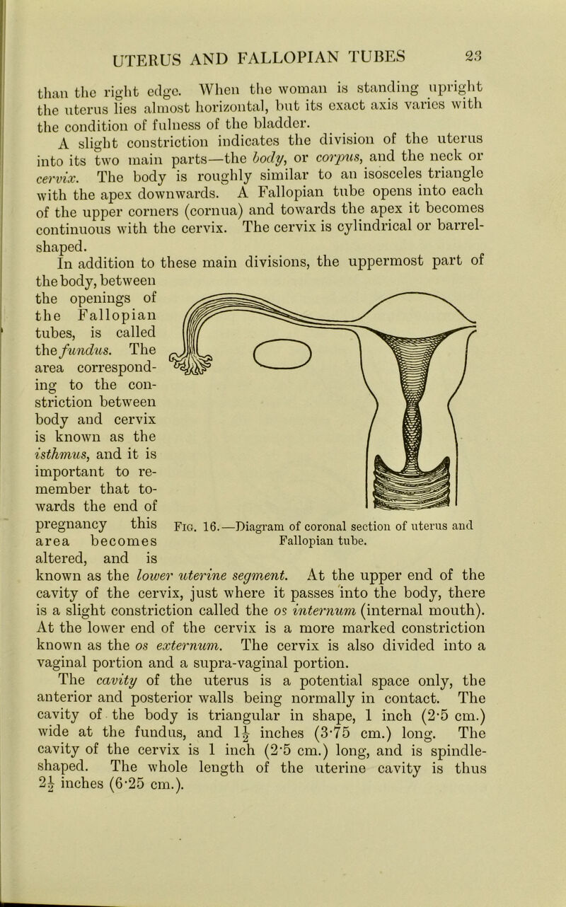 than the right edge. When the woman is standing upright the uterus lies almost horizontal, hut its exact axis vaiics with the condition of fulness of the bladder. A slight constriction indicates the division of the uterus into its two main parts—the body, or corpus, and the neck or cervix. The body is roughly similar to an isosceles triangle with the apex downwards. A Fallopian tube opens into each of the upper corners (cornua) and towards the apex it becomes continuous with the cervix. The cervix is cylindrical or barrel- shaped. In addition to these main divisions, the uppermost part of the body, between the openings of the Fallopian tubes, is called the fundus. The area correspond- ing to the con- striction between body and cervix is known as the isthmus, and it is important to re- member that to- wards the end of pregnancy this Fig. 16.—Diagram of coronal section of uterus and area becomes Fallopian tube, altered, and is known as the lower uterine segment. At the upper end of the cavity of the cervix, just where it passes into the body, there is a slight constriction called the os internum (internal mouth). At the lower end of the cervix is a more marked constriction known as the os externum. The cervix is also divided into a vaginal portion and a supra-vaginal portion. The cavity of the uterus is a potential space only, the anterior and posterior walls being normally in contact. The cavity of the body is triangular in shape, 1 inch (2‘5 cm.) wide at the fundus, and 1^ inches (3‘75 cm.) long. The cavity of the cervix is 1 inch (2‘5 cm.) long, and is spindle- shaped. The whole length of the uterine cavity is thus 21 inches (6*25 cm.).