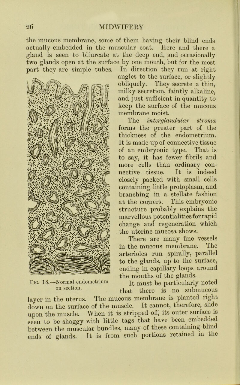 the mucous membrane, some of them having their blind ends actually embedded in the muscular coat. Here and there a gland is seen to bifurcate at the deep end, and occasionally two glands open at the surface by one mouth, but for the most part they are simple tubes. In direction they run at right angles to the surface, or slightly obliquely. They secrete a thin, milky secretion, faintly alkaline, and just sufficient in quantity to keep the surface of the mucous membrane moist. The inter glandular stroma forms the greater part of the thickness of the endometrium. It is made up of connective tissue of an embryonic type. That is to say, it has fewer fibrils and more cells than ordinary con- containing little protoplasm, and branching in a stellate fashion at the corners. This embryonic structure probably explains the marvellous potentialities for rapid change and regeneration which the uterine mucosa shows. There are many fine vessels in the mucous membrane. The arterioles run spirally, parallel to the glands, up to the surface, ending in capillary loops around the mouths of the glands. It must be particularly noted that there is no submucous layer in the uterus. The mucous membrane is planted right down on the surface of the muscle. It cannot, therefore, slide upon the muscle. When it is stripped off, its outer surface is seen to be shaggy with little tags that have been embedded between the muscular bundles, many of these containing blind ends of glands. It is from such portions retained in the nective tissue. It is indeed closely packed with small cells Fig. 18.—Normal endometrium on section.