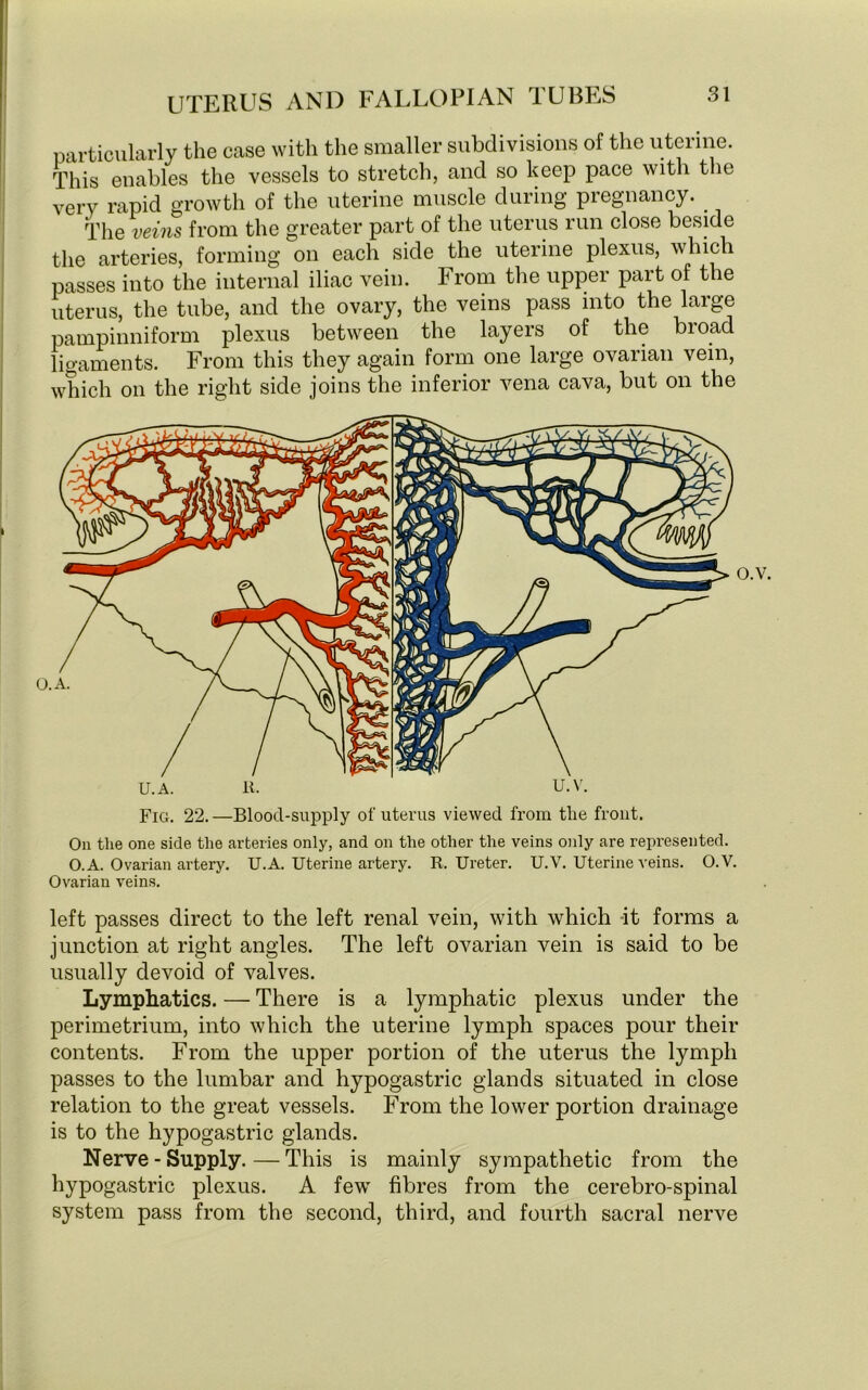 particularly the case with the smaller subdivisions of the uterine. This enables the vessels to stretch, and so keep pace with the very rapid growth of the uterine muscle during pregnancy. The veins from the greater part of the uterus run close beside the arteries, forming on each side the uterine plexus, which passes into the internal iliac vein. From the upper part of the uterus, the tube, and the ovary, the veins pass into the large pampinniform plexus between the layers of the broad ligaments. From this they again form one large ovarian vein, which on the right side joins the inferior vena cava, but on the u.a. 11. u.v. Fig. 22.—Blood-supply of uterus viewed from tlie front. On the one side the arteries only, and on the other the veins only are represented. O.A. Ovarian artery. U.A. Uterine artery. R. Ureter. U.V. Uterine veins. O.V. Ovarian veins. left passes direct to the left renal vein, with which it forms a junction at right angles. The left ovarian vein is said to be usually devoid of valves. Lymphatics. — There is a lymphatic plexus under the perimetrium, into which the uterine lymph spaces pour their contents. From the upper portion of the uterus the lymph passes to the lumbar and hypogastric glands situated in close relation to the great vessels. From the lower portion drainage is to the hypogastric glands. Nerve - Supply. — This is mainly sympathetic from the hypogastric plexus. A few fibres from the cerebro-spinal system pass from the second, third, and fourth sacral nerve