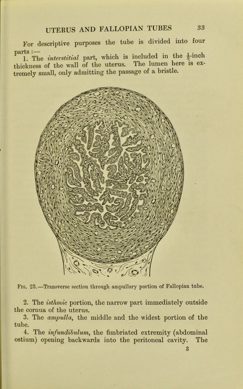 For descriptive purposes the tube is divided into four P 1 The interstitial part, which is included in the |-inch thickness of the wall of the uterus. The lumen here is ex- tremely small, only admitting the passage of a biistle. Fig. 23.—Transverse section through ampullary portion of Fallopian tube. 2. The isthmic portion, the narrow part immediately outside the cornua of the uterus. 3. The ampulla, the middle and the widest portion of the tube. 4. The infundibulum, the fimbriated extremity (abdominal ostium) opening backwards into the peritoneal cavity. The 3