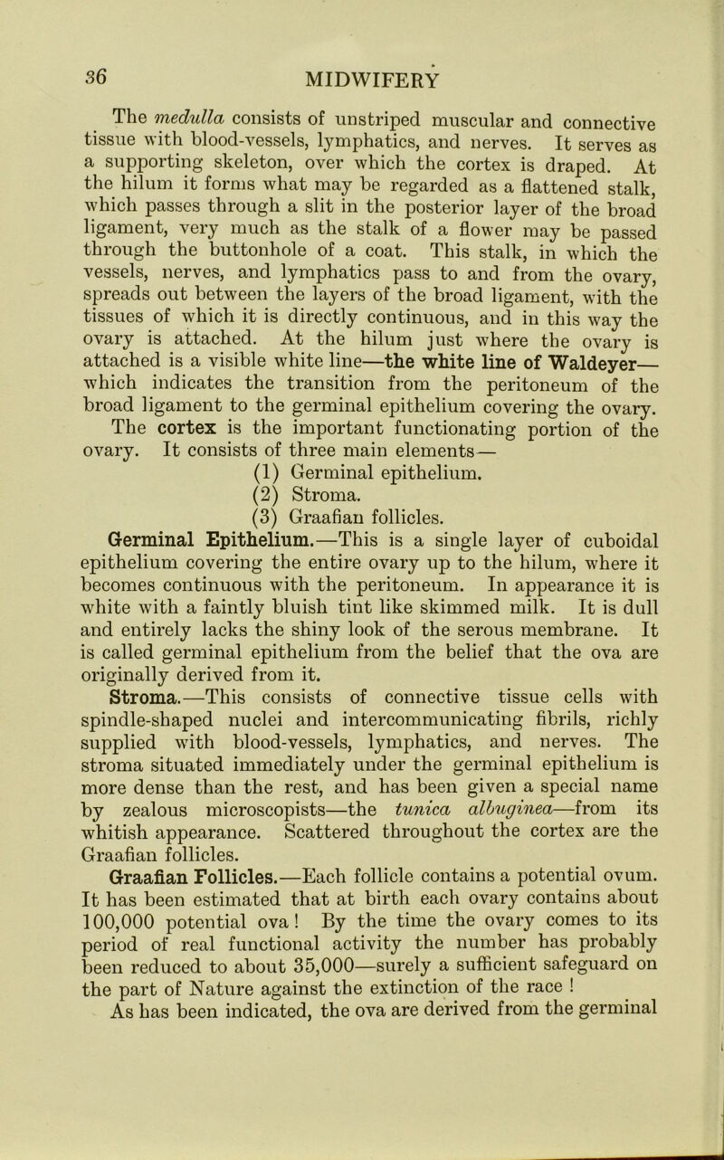The medulla consists of unstriped muscular and. connective tissue with blood-vessels, lymphatics, and nerves. It serves as a supporting skeleton, over which the cortex is draped. At the hilum it forms what may be regarded as a flattened stalk, which passes through a slit in the posterior layer of the broad ligament, very much as the stalk of a flower may be passed through the buttonhole of a coat. This stalk, in which the vessels, nerves, and lymphatics pass to and from the ovary, spreads out between the layers of the broad ligament, with the tissues of which it is directly continuous, and in this way the ovary is attached. At the hilum just where the ovary is attached is a visible white line—the white line of Waldeyer which indicates the transition from the peritoneum of the broad ligament to the germinal epithelium covering the ovary. The cortex is the important functionating portion of the ovary. It consists of three main elements— (1) Germinal epithelium. (2) Stroma. (3) Graafian follicles. Germinal Epithelium.—This is a single layer of cuboidal epithelium covering the entire ovary up to the hilum, where it becomes continuous with the peritoneum. In appearance it is white with a faintly bluish tint like skimmed milk. It is dull and entirely lacks the shiny look of the serous membrane. It is called germinal epithelium from the belief that the ova are originally derived from it. Stroma.—This consists of connective tissue cells with spindle-shaped nuclei and intercommunicating fibrils, richly supplied with blood-vessels, lymphatics, and nerves. The stroma situated immediately under the germinal epithelium is more dense than the rest, and has been given a special name by zealous microscopists—the tunica albuginea—from its whitish appearance. Scattered throughout the cortex are the Graafian follicles. Graafian Follicles.—Each follicle contains a potential ovum. It has been estimated that at birth each ovary contains about 100,000 potential ova! By the time the ovary comes to its period of real functional activity the number has probably been reduced to about 35,000—surely a sufficient safeguard on the part of Nature against the extinction of the race ! As has been indicated, the ova are derived from the germinal