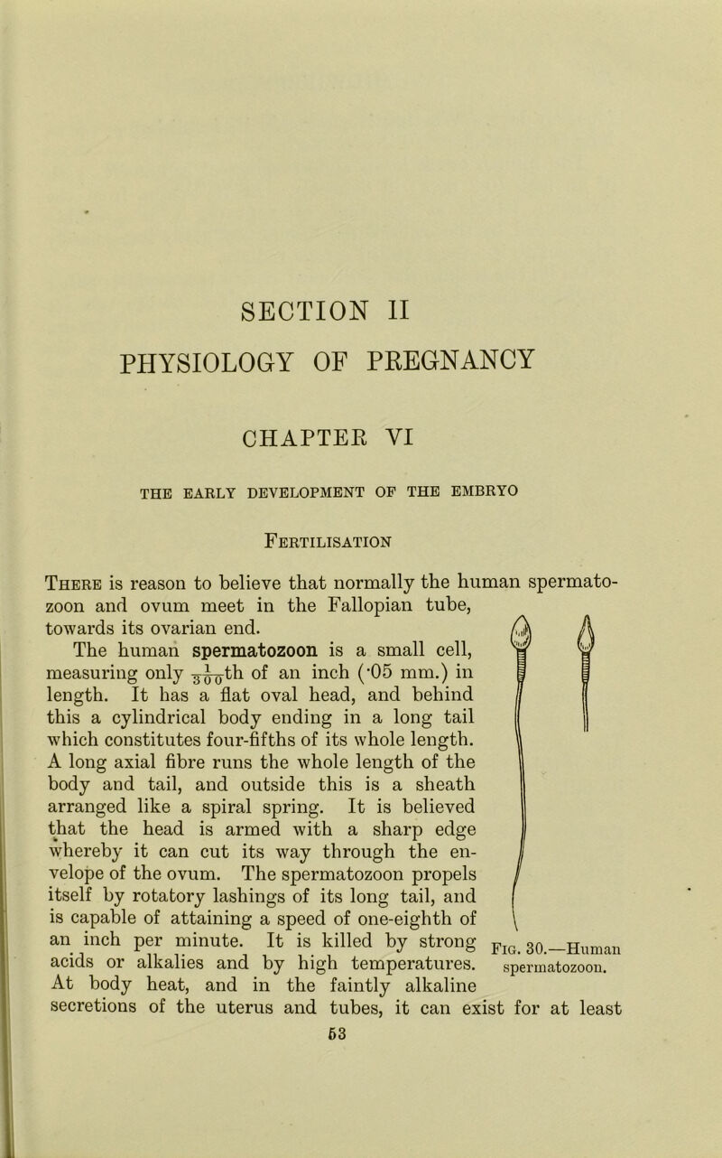 PHYSIOLOGY OF PREGNANCY CHAPTER VI THE EARLY DEVELOPMENT OF THE EMBRYO Fertilisation There is reason to believe that normally the human spermato- zoon and ovum meet in the Fallopian tube, towards its ovarian end. The human spermatozoon is a small cell, measuring only -g^-th of an inch ('05 mm.) in length. It has a flat oval head, and behind this a cylindrical body ending in a long tail which constitutes four-fifths of its whole length. A long axial fibre runs the whole length of the body and tail, and outside this is a sheath arranged like a spiral spring. It is believed that the head is armed with a sharp edge whereby it can cut its way through the en- velope of the ovum. The spermatozoon propels itself by rotatory lashings of its long tail, and is capable of attaining a speed of one-eighth of an inch per minute. It is killed by strong Fig 30 Human acids or alkalies and by high temperatures, spermatozoon. At body heat, and in the faintly alkaline secretions of the uterus and tubes, it can exist for at least 63