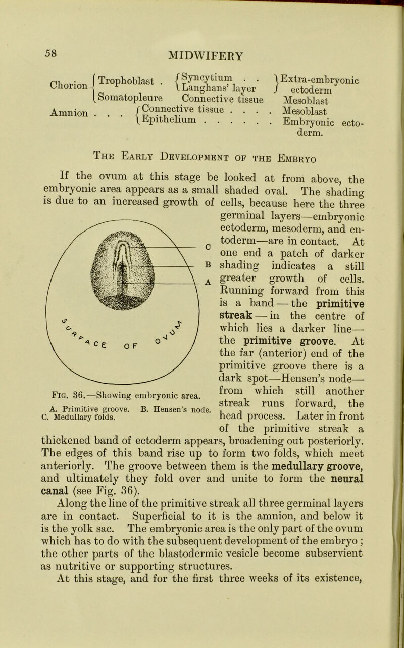 Chorion 1 Trophoblast [ Somatopl eure / Syncytium . . lLanghans’ layer Connective tissue Amnion (Connective tissue \ Epithelium 1 Extra-embryonic / ectoderm Mesoblast . Mesoblast • Embryonic ecto- derm. The Early Development of the Embryo If the ovum at this stage be looked at from above, the embryonic area appears as a small shaded oval. The shading is due to an increased growth of cells, because here the three germinal layers—embryonic ectoderm, mesoderm, and en- toderm—are in contact. At one end a patch of darker shading indicates a still greater growth of cells. Running forward from this is a band — the primitive streak — in the centre of which lies a darker line— the primitive groove. At the far (anterior) end of the primitive groove there is a dark spot—Hensen’s node— from which still another streak runs forward, the head process. Later in front of the primitive streak a thickened band of ectoderm appears, broadening out posteriorly. The edges of this band rise up to form two folds, which meet anteriorly. The groove between them is the medullary groove, and ultimately they fold over and unite to form the neural canal (see Fig. 36). Along the line of the primitive streak all three germinal layers are in contact. Superficial to it is the amnion, and below it is the yolk sac. The embryonic area is the only part of the ovum which has to do with the subsequent development of the embryo ; the other parts of the blastodermic vesicle become subservient as nutritive or supporting structures. At this stage, and for the first three weeks of its existence, Fig. 36.—Showing embryonic area. A. Primitive groove. B. Hensen’s node. C. Medullary folds.