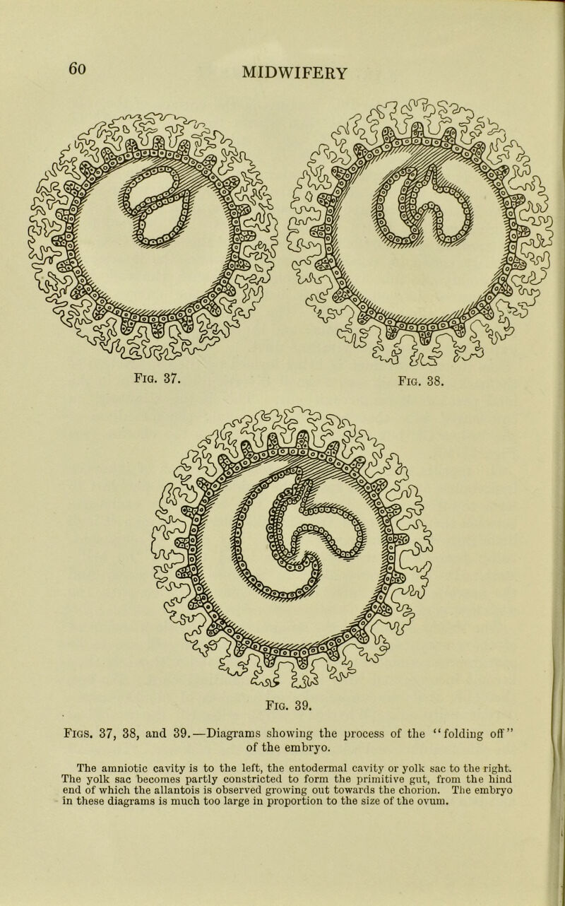 Fig. 39. Figs. 37, 38, and 39.—Diagrams showing the process of the “folding off” of the embryo. The amniotic cavity is to the left, the entodermal cavity or yolk sac to the right. The yolk sac becomes partly constricted to form the primitive gut, from the hind end of which the allantois is observed growing out towards the chorion. The embryo in these diagrams is much too large in proportion to the size of the ovum.