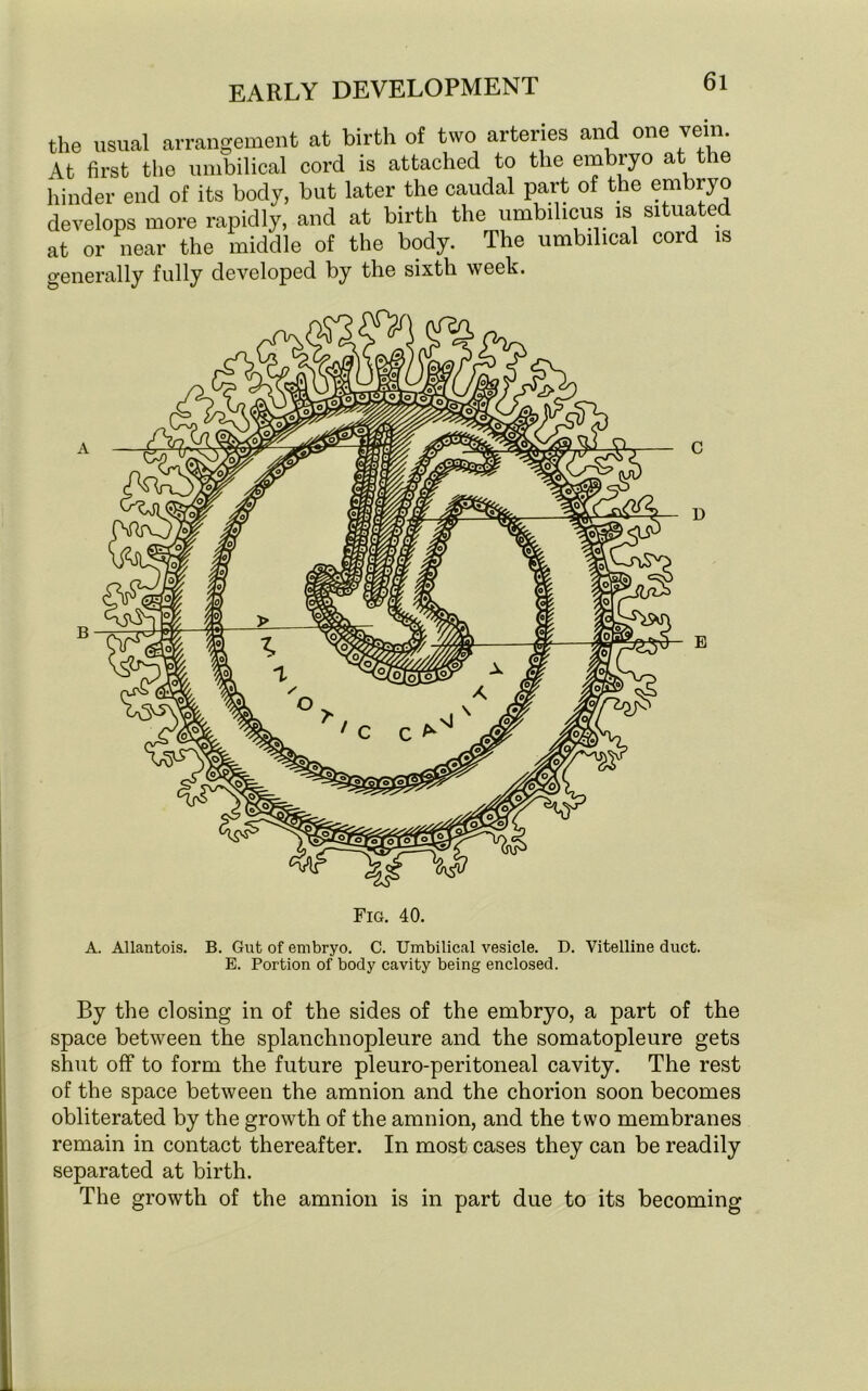 the usual arrangement at birth of two arteries and one vein. At first the umbilical cord is attached to the embryo at t le hinder end of its body, but later the caudal part of the embryo develops more rapidly, and at birth the umbilicus is situated at or near the middle of the body. The umbilical cord is generally fully developed by the sixth week. — c - D E A. Allantois. B. Gut of embryo. C. Umbilical vesicle. D. Vitelline duct. E. Portion of body cavity being enclosed. By the closing in of the sides of the embryo, a part of the space between the splanchnopleure and the somatopleure gets shut off to form the future pleuro-peritoneal cavity. The rest of the space between the amnion and the chorion soon becomes obliterated by the growth of the amnion, and the two membranes remain in contact thereafter. In most cases they can be readily separated at birth. The growth of the amnion is in part due to its becoming