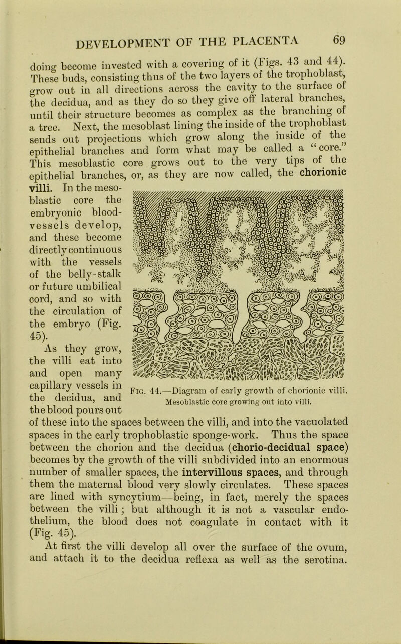 doing become invested with a covering of it (tigs. 43 and 44). These buds, consisting thus of the two layers of the trophoblast grow out in all directions across the cavity to the surface of the decidua, and as they do so they give oft lateral branches, until their structure becomes as complex as the branching of a tree. Next, the mesoblast lining the inside of the trophoblast sends out projections which grow along the inside of the epithelial branches and form what may be called a “core.” This mesoblastic core grows out to the very tips of. the epithelial branches, or, as they are now called, the chorionic villi. In the meso- blastic core the embryonic blood- vessels develop, and these become directly continuous with the vessels of the belly-stalk or future umbilical cord, and so with the circulation of the embryo (Fig. 45). As they grow, the villi eat into and open many capillary vessels in the decidua, and the blood pours out of these into the spaces between the villi, and into the vacuolated spaces in the early trophoblastic sponge-work. Thus the space between the chorion and the decidua (chorio-decidual space) becomes by the growth of the villi subdivided into an enormous number of smaller spaces, the intervillous spaces, and through them the maternal blood very slowly circulates. These spaces are lined with syncytium—being, in fact, merely the spaces between the villi; but although it is not a vascular endo- thelium, the blood does not coagulate in contact with it (Fig. 45). At first the villi develop all over the surface of the ovum, and attach it to the decidua reflexa as well as the serotina. Fig. 44.—Diagram of early growth of chorionic villi. Mesoblastic core growing out into villi.