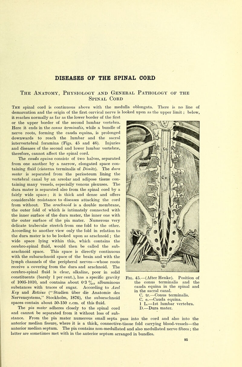 DISEASES OF THE SPINAL CORD The Anatomy, Physiology and Genebal Pathology of the Spinal Cord The spinal cord is continuous above witli the medulla oblongata. There is no line of demarcation and the origin of the first cervical nerve is looked upon as the upper limit; below, it reaches normally as far as the lower border of the first or the upper border of the second lumbar vertebra. Here it ends in the conus terminalis, while a bundle of nerve roots, forming the cauda equina, is prolonged downwards to reach the lumbar and the sacral intervertebral foramina (Figs. 45 and 46). Injuries and diseases of the second and lower lumbar vertebrie, therefore, cannot afiect the spinal cord. The Cauda equina consists of two halves, separated from one another by a narrow, elongated space con- taining fluid (ciscerna terminalis of Donitz). The dura mater is separated from the periosteum lining the vertebral canal by an areolar and adipose tissue con- taining many vessels, especially venous plexuses. The dura mater is separated also from the spinal cord by a fairly wide space; it is thick and dense and offers considerable resistance to diseases attacking the cord from without. The arachnoid is a double membrane, the outer fold of which is intimately connected with the inner surface of the dura mater, the inner one with the outer surface of the pia mater. Numerous very delicate trabeculae stretch from one fold to the other. According to another view only the fold in relation to the dura mater is to be looked upon as arachnoid ; the wide space lying within this, which contains the cerebro-spinal fluid, would then be called the sub- arachnoid space. This space is directly continuous with the subarachnoid space of the brain and with the lymph channels of the peripheral nerves—whose roots receive a covering from the dura and arachnoid. The cerebro-spinal fluid is clear, alkaline, poor in solid constituents (barely 1 per cent.), has a specific gravity of 1005-1010, and contains about 03 %o albuminous substances with traces of sugar. According to Axel Key and Retzius ( Studien iiber die Anatomie des Nervensystems, Stockholm, 1876), the subarachnoid spaces contain about 50-150 c.cm. of this fluid. The pia mater adheres closely to the spinal cord and cannot be separated from it without loss of sub- stance. From the pia mater numerous small septa pass mto the cord and also into the anterior median fissure, where it is a thick, connective-tissue fold carrying blood-vessels—the anterior median septum. The pia contains non-medullated and also medullated nerve fibres ; the latter are sometimes met with in the anterior septum arranged in bundles. 95 Fig. 45.—(After Henke). Position of the conus terminalis and the Cauda equina in the spinal and in the sacral canal. C. tr.—Conus terminalis. C. e.—Cauda equina. 1 L.—1st lumbar vertebra. D. —Dura mater.