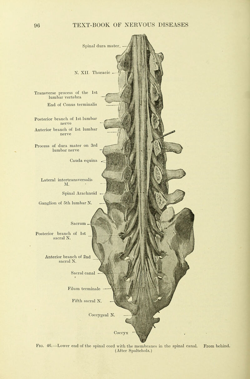 Spinal dura mater N. XII. Thoracic Transverse process of the 1st lumbar vertebra End of Conus terminalis Posterior branch of 1st lumbar ^ / - nerve —: 'l\ ,t_' S? Anterior branch of 1st lumbar nerve Process of dura mater on 3rd lumbar nerve Cauda equina Lateral intertransversalis M. Spinal Arachnoid - Ganglion of 5th lumbar N. Sacrum ^. Posterior branch of 1st sacral N. Anterior branch of 2nd sacral N. Sacral canal FUum terminale Fifth sacral N. Coccygeal N, Fig. 46.—Lower end of the spinal cord with the membranes in the spinal canal. From behind. (After Spalteholz.)