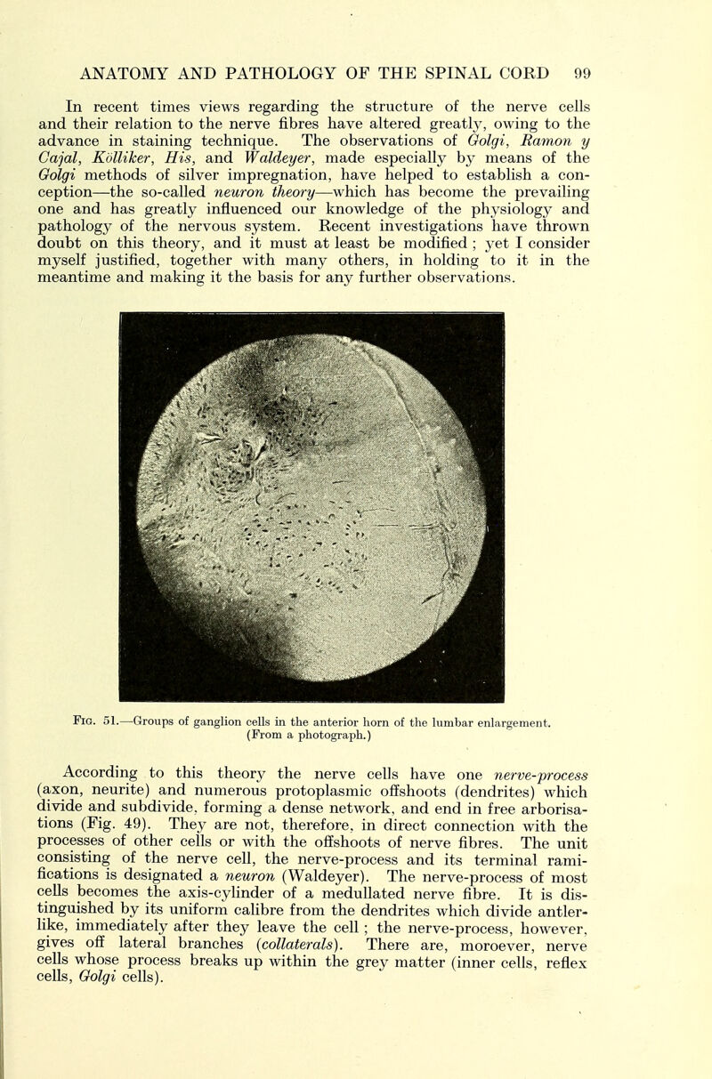 In recent times views regarding the structure of the nerve cells and their relation to the nerve fibres have altered greatl}', owing to the advance in staining technique. The observations of Golgi, Ramon y Gajal, Kdlliker, His, and Waldeyer, made especially by means of the Golgi methods of silver impregnation, have helped to establish a con- ception—the so-called neuron theory—which has become the prevailing one and has greatly influenced our knowledge of the physiology and pathology of the nervous system. Recent investigations have thrown doubt on this theory, and it must at least be modified ; yet I consider myself justified, together with many others, in holding to it in the meantime and making it the basis for any further observations. Fig. 51.—Groups of ganglion cells in the anterior horn of the lumbar enlargement. (From a photograph.) According to this theory the nerve cells have one nerve-process (axon, neurite) and numerous protoplasmic ofi^shoots (dendrites) which divide and subdivide, forming a dense network, and end in free arborisa- tions (Fig. 49). They are not, therefore, in direct connection with the processes of other cells or with the offshoots of nerve fibres. The unit consisting of the nerve cell, the nerve-process and its terminal rami- fications is designated a neuron (Waldeyer). The nerve-process of most cells becomes the axis-cylinder of a meduUated nerve fibre. It is dis- tinguished by its uniform calibre from the dendrites which divide antler- like, immediately after they leave the cell; the nerve-process, however, gives off lateral branches {collaterals). There are, moroever, nerve cells whose process breaks up within the grey matter (inner cells, reflex cells, Golgi cells).