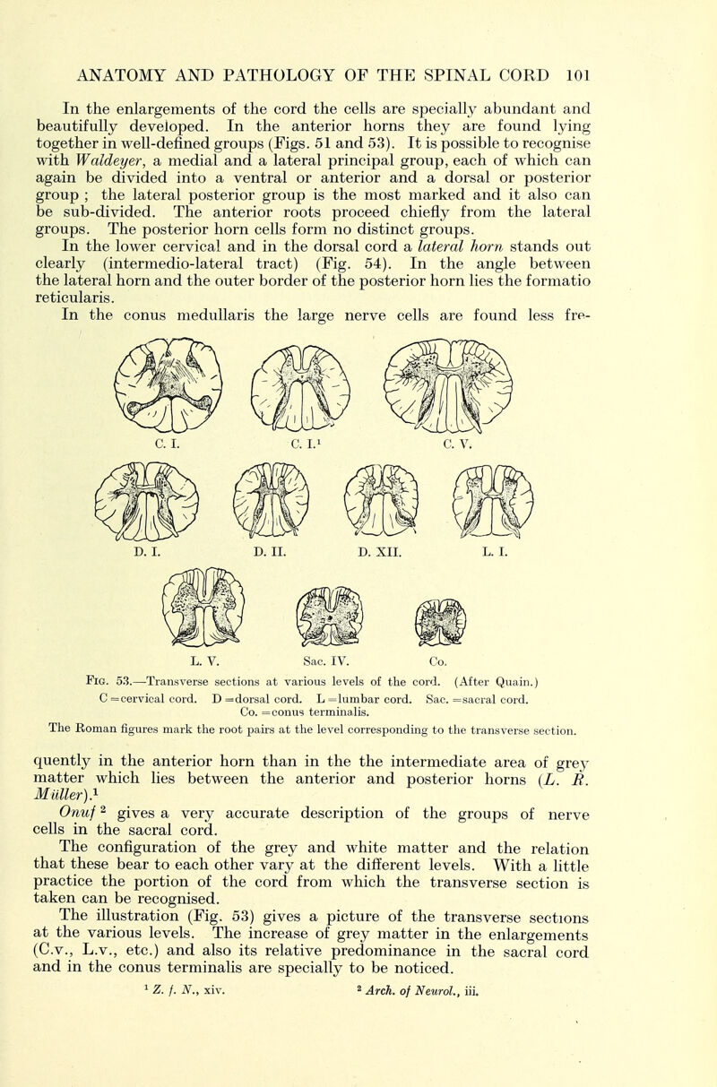 In the enlargements of the cord the cells are specially abundant and beautifully developed. In the anterior horns they are found lying together in well-defined groups (Figs. 51 and 53). It is possible to recognise with Waldeyer, a medial and a lateral principal group, each of which can again be divided into a ventral or anterior and a dorsal or posterior group ; the lateral posterior group is the most marked and it also can be sub-divided. The anterior roots proceed chiefly from the lateral groups. The posterior horn cells form no distinct groups. In the lower cervical and in the dorsal cord a lateral horn stands out clearly (intermedio-lateral tract) (Fig. 54). In the angle between the lateral horn and the outer border of the posterior horn lies the f ormatio reticularis. In the conus meduUaris the large nerve cells are found less fre- D. I. D. II. D. XII. L. I. L. V. Sac. IV. Co. Fig. 53.—Transverse sections at various levels of the cord. (After Quain.) C = cervical cord. D =dorsal cord. L =lumbar cord. Sac. = sacral cord. Co. = conus terminalis. The Roman figures mark the root pairs at the level corresponding to the transverse section. quently in the anterior horn than in the the intermediate area of grey matter which lies between the anterior and posterior horns {L. B Mailer).^ Onuf 2 gives a very accurate description of the groups of nerve cells in the sacral cord. The configuration of the grey and white matter and the relation that these bear to each other vary at the different levels. With a little practice the portion of the cord from which the transverse section is taken can be recognised. The illustration (Fig. 53) gives a picture of the transverse sections at the various levels. The increase of grey matter in the enlargements (C.V., L.V., etc.) and also its relative predominance in the sacral cord and in the conus terminalis are specially to be noticed. 1 Z. f. N., xiv. 2 Arch, of Neurol., iii.