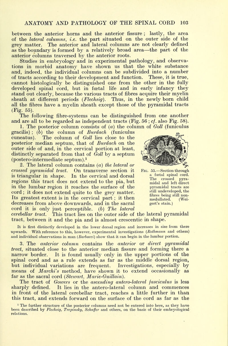 between the anterior horns and the anterior fissure ; lastly, the area of the lateral columns, i.e. the part situated on the outer side of the grey matter. The anterior and lateral columns are not clearly defined as the boundary is formed by a relatively broad area—the part of the anterior columns traversed by the anterior roots. Studies in embryology and in experimental pathology, and observa- tions in morbid anatomy have shown us that the white substance and, indeed, the individual columns can be subdivided into a number of tracts according to their development and function. These, it is true, cannot histologically be distinguished one from the other in the fully developed spinal cord, but in foetal life and in early infancy they stand out clearly, because the various tracts of fibres acquire their myelin sheath at different periods (Flechsig). Thus, in the newly born child all the fibres have a myelin sheath except those of the pyramidal tracts (Fig. 55). The following fibre-systems can be distinguished from one another and are all to be regarded as independent tracts (Fig. 56 ; cf. also Fig. 58). 1. The posterior column consists of (a) the column of GoU (funiculus gracilis) ; (b) the column of Burdach (funiculus cuneatus). The column of Goll lies close to the posterior median septum, that of Burdach on the outer side of and, in the cervical portion at least, distinctly separated from that of Ooll by a septum (postero-intermediate septum).i 2. The lateral column contains (a) the lateral or crossed 'pyramidal tract. On transverse section it Fig. 55.—Section through is triangular in shape. In the cervical and dorsal The^^crossed*^ '^a- regions this tract does not extend to the pia, but ^i^al and'^left direct in the lumbar region it reaches the surface of the pyramidal tracts are cord ; it does not extend quite to the grev matter. undeveloped, the tj. , . , , • • ,1 • 1 ., ,1 nbres beme still non- Its greatest extent is m the cervical part ; it then medullated. (Wei- decreases from above downwards, and in the sacral gert's stain.) cord it is only just perceptible. (6) The lateral cerebellar tract. This tract lies on the outer side of the lateral pyramidal tract, between it and the pia and is almost crescentic in shape. It is first distinctly developed in the lower dorsal region and increases in size from there upwards. With reference to this, however, experimental investigations (Botlimann and others) and individual observations in man (Barbacci) show that it can begin in the lumbar portion. 3. The anterior column contains the anterior or direct pyramidal tract, situated close to the anterior median fissure and forming there a narrow border. It is found usually only in the upper portions of the spinal cord and as a rule extends as far as the middle dorsal region, but individual variations are frequent. Investigations, especially by means of Marchi's method, have shown it to extend occasionally as far as the sacral cord {Steivart, Marie-Guillain). The tract of Gowers or the ascending antero-lateral fasciculus is less sharply defined. It lies in the antero-lateral column and commences in front of the lateral cerebellar tract, reaches a little further in than this tract, and extends forward on the surface of the cord as far as the ^ The further structure of the posterior columns need not be entered into here, as they have been described by Flechsig, Trepinsky, Schaffer and others, on the basis of their embryological relations.