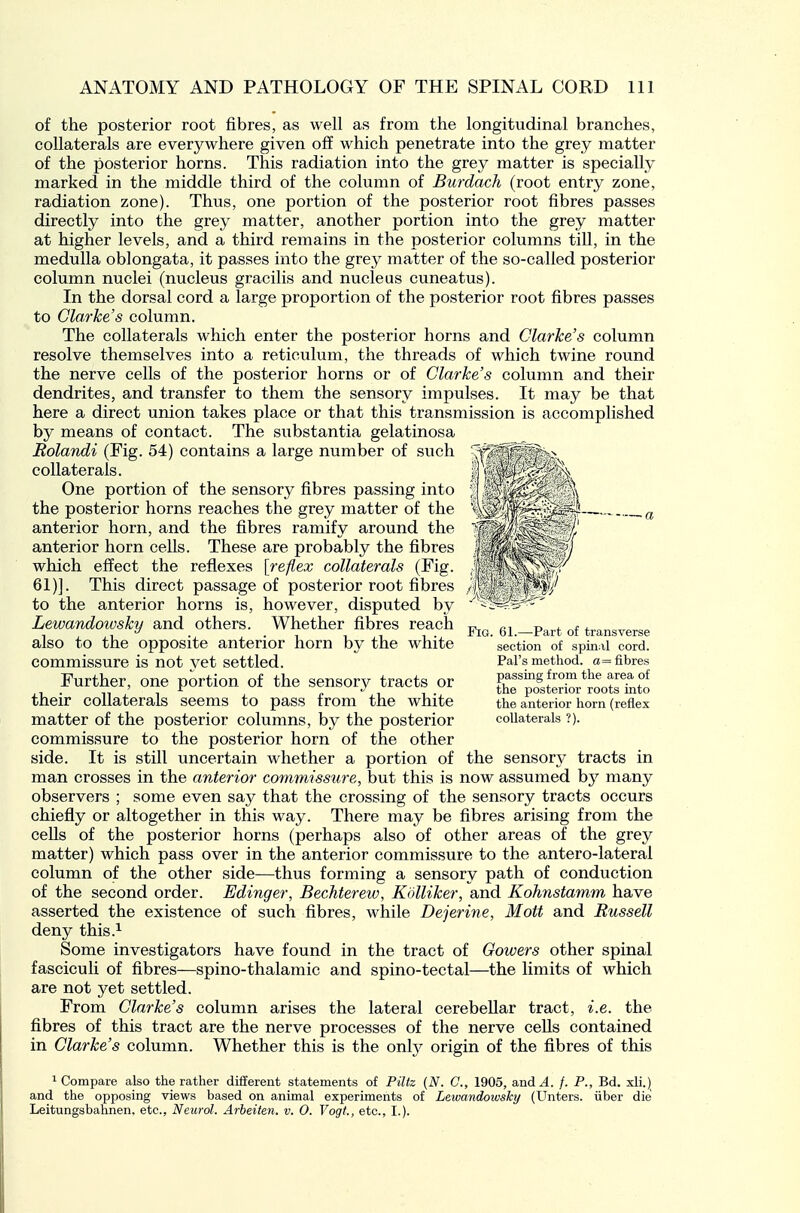 of the posterior root fibres, as well as from the longitudinal branches, collaterals are everywhere given off which penetrate into the grey matter of the posterior horns. This radiation into the grey matter is specially marked in the middle third of the column of Burdach (root entry zone, radiation zone). Thus, one portion of the posterior root fibres passes directly into the grey matter, another portion into the grey matter at higher levels, and a third remains in the posterior columns till, in the medulla oblongata, it passes into the grey matter of the so-called posterior column nuclei (nucleus gracilis and nucleus cuneatus). In the dorsal cord a large proportion of the posterior root fibres passes to Clarke's column. The collaterals which enter the posterior horns and Clarke's column resolve themselves into a reticulum, the threads of which twine round the nerve cells of the posterior horns or of Clarke's column and their dendrites, and transfer to them the sensory impulses. It may be that here a direct union takes place or that this transmission is accomplished by means of contact. The substantia gelatinosa Eolandi (Fig. 54) contains a large number of such collaterals. One portion of the sensory fibres passing into the posterior horns reaches the grey matter of the anterior horn, and the fibres ramify around the anterior horn cells. These are probably the fibres which effect the reflexes [reflex collaterals (Fig. 61)]. This direct passage of posterior root fibres to the anterior horns is, however, disputed by Lewandowsky and others. Whether fibres reach also to the opposite anterior horn by the white commissure is not yet settled. Further, one portion of the sensory tracts or their collaterals seems to pass from the white matter of the posterior columns, by the posterior commissure to the posterior horn of the other side. It is still uncertain whether a portion of man crosses in the anterior commissure, but this is now assumed by many observers ; some even say that the crossing of the sensory tracts occurs chiefly or altogether in this way. There may be fibres arising from the cells of the posterior horns (perhaps also of other areas of the grey matter) which pass over in the anterior commissure to the antero-lateral column of the other side—thus forming a sensory path of conduction of the second order. Edinger, Bechterew, Kdlliker, and Kohnstamm have asserted the existence of such fibres, while Dejerine, Matt and Russell deny this.^ Some investigators have found in the tract of Cowers other spinal fasciculi of fibres—spino-thalamic and spino-tectal—the limits of which are not yet settled. From Clarke's column arises the lateral cerebellar tract, i.e. the fibres of this tract are the nerve processes of the nerve ceUs contained in Clarke's column. Whether this is the onlj^ origin of the fibres of this ^Compare also the rather different statements of Piltz {N. C, 1905, and^. /. P., Bd. sli.) and the opposing views based on animal experiments of Lewandowsky (Unters. iiber die Leitungsbahnen, etc., Neurol. Arheiten. v. 0. Vogt., etc., I.). Fig. 61.—Part of transverse section of spinal cord. Pal's method. a= fibres passing from the area of the posterior roots into the anterior horn (reflex collaterals ?). the sensory tracts in