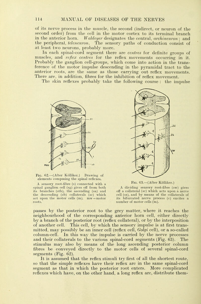 of its nerve process in the muscle, the second (indirect, or neuron of the second order) from the cell in the motor cortex to its terminal branch in the anterior horn. Walcleyer designates the central, archineuron ; and the peripheral, teleneuron. The sensory paths of conduction consist of at least two neurons, probably more. In each spinal-cord segment there are centres for definite groups of muscles, and reflex centres for the reflex movements occurring in it. Probably the ganglion cell-groups, which come into action in the trans- ference of the motor impulse descending in the pj^ramidal tract to the anterior roots, are the same as those carrying out reflex movements. There are, in addition, fibres for the inhibition of reflex movement. The skin reflexes probably take the following course : the impulse Fig. 62.—(After KoUiker.) Drawing of elements composing the spinal reflexes. A sensory root-fibre (s) connected with a spinal ganglion cell (sg) gives ofl: from both its branches (sth), the ascending (sa) and the descending (sb) collaterals (sc) which act upon the motor cells (m). mw =motor roots. Fig. 63.—(After Kolliker.) A dividing sensory root-fibre (sw) gives off a collateral (sc) which acts upon a nerve cell (sz), and by means of the collaterals of its bifurcated nerve process (c) excites a number of motor cells (m). passes by the posterior root to the grey matter, where it reaches the neighbourhood of the corresponding anterior horn cell, either direct!}' by a branch of the posterior root (reflex collateral), or by the interposition of another cell. This cell, by which the sensory impulse is at first trans- mitted, may possibly be an inner cell (reflex cell, Golgi cell), or a so-called column-cell. In this way the impulse is carried by the nerve processes and their collaterals to the various spinal-cord segments (Fig. 63). The stimulus may also by means of the long ascending posterior column fibres be conveyed directly to the motor cells of several spinal-cord segments (Fig. 62). It is assumed that the reflex stimuli try first of all the shortest route, so that the simple reflexes have their reflex arc in the same spinal-cord segment as that in which the posterior root enters. More complicated reflexes which have, on the other hand, a long reflex arc, distribute them-