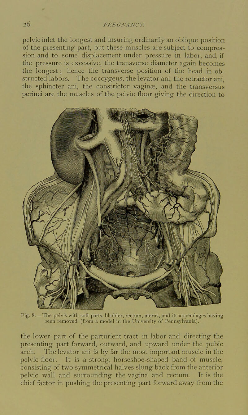 pelvic inlet the longest and insuring ordinarily an oblique position of the presenting part, but these muscles are subject to compres- sion and to some displacement under pressure in labor, and, if the pressure is excessive, the transverse diameter again becomes the longest; hence the transverse position of the head in ob- structed labors. The coccygeus, the levator ani, the retractor ani, the sphincter ani, the constrictor vaginae, and the transversus perinei are the muscles of the pelvic floor giving the direction to Fig. 8.—The pelvis witli soft parts, bladder, rectum, utenis, and its appendages having been removed (from a model in the University of Pennsylvania). the lower part of the parturient tract in labor and directing the presenting part forward, outward, and upward under the pubic arch. The levator ani is by far the most important muscle in the pelvic floor. It is a strong, horseshoe-shaped band of muscle, consisting of two symmetrical halves slung back from the anterior pelvic wall and surrounding the vagina and rectum. It is the chief factor in pushing the presenting part forward away from the