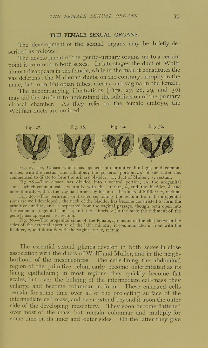 THE FEMALE SEXUAL ORGANS. The development of the sexual organs may be briefly de- scribed as follows : The development of the genito-urinaiy organs up to a certain point is common in both sexes. In late stages the duct of Wolff almost disappears in the female, while in the male it constitutes the vas deferens ; the Miillerian ducts, on the contrary, atrophy in the male, but form Fallopian tubes, uterus, and vagina in the female. The accompanying illustrations (Figs. 27, 28, 29, and 30) may aid the student to understand the subdivision of the primary cloacal chamber. As they refer to the female embryo, the Wolffian ducts are omitted. Fig. 27. Fig. 28. Fig. 29. Fig. 30. Fig. 27.—cl, Cloaca which has opened into primitive hind-gut, and commu- nicates with the rectum and allantois; the posterior portion, all, of the latter has commenced to dilate to form the urinary bladder; m, duct of Miiller; r, rectum. Fig. 28.—The cloaca has divided into a ventral portion, su, the urogenital sinus, which communicates ventrally with the urethra, u, and the bladder, b, and more dorsally with v, the vagina, formed by fusion of the ducts of Miiller; r, rectum. Fig. 29.—The perineum or tissues separating the rectum from the urogenital sinus are well developed ; the neck of the bladder has become constricted to form the primitive urethra, and is separated from the vaginal passage, though both open into the common urogenital sinus, s, and the clitoris, c (in the male the rudiment of the penis), has appeared ; r, rectum. Fig. 30.—The urogenital sinus of the female, s, remains as the cleft between the sides of the external aperture of the labia minora; it communicates in front with the bladder, b, and dorsally with the vagina, v; r, rectum. The essential sexual glands develop in both sexes in close association with the ducts of Wolff and Miiller, and in the neigh- borhood of the mesonephros. The cells lining the abdominal region of the primitive celom early become differentiated as its lining epithelium; in most regions they quickly become flat scales, but over the bulging of the intermediate cell-mass they enlarge and become columnar in form. These enlarged cells remain for some time over all of the projecting surface of the intermediate cell-mass, and even extend beyond it upon the outer side of the developing mesentery. They soon become flattened over most of the mass, but remain columnar and multiply for some time on its inner and outer sides. On the latter they give