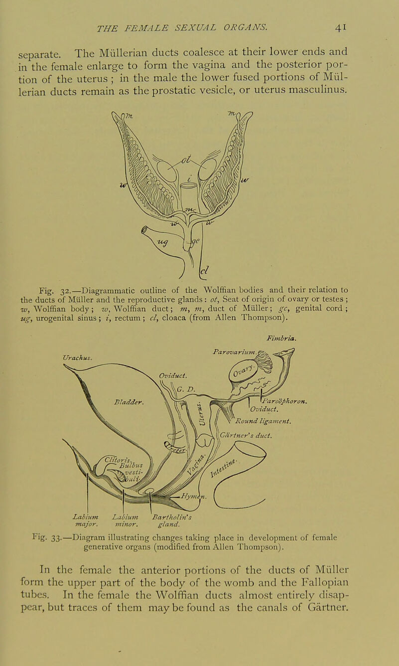 separate. The Mullerian ducts coalesce at their lower ends and in the female enlarge to form the vagina and the posterior por- tion of the uterus ; in the male the lower fused portions of Mul- lerian ducts remain as the prostatic vesicle, or uterus masculinus. Fig. 32.—Diagrammatic outline of tlie Wolffian bodies and their relation to the ducts of Miiller and the reproductive glands : ot. Seat of origin of ovary or testes ; w. Wolffian body; lu. Wolffian duct; »?, w, duct of Miiller; gc, genital cord ; ug, urogenital sinus; i, rectum; cl, cloaca (from Allen Thompson). Fimbria. Labium Labium Bartholin's major. minor. gland. ^■^'g- 33-—Diagram illustrating changes taking place in development of female generative organs (modified from Allen Thompson). In the female the anterior portions of the ducts of Miiller form the upper part of the body of the womb and the Fallopian tubes. In the female the Wolffian ducts almost entirely disap- pear, but traces of them may be found as the canals of Gartner.