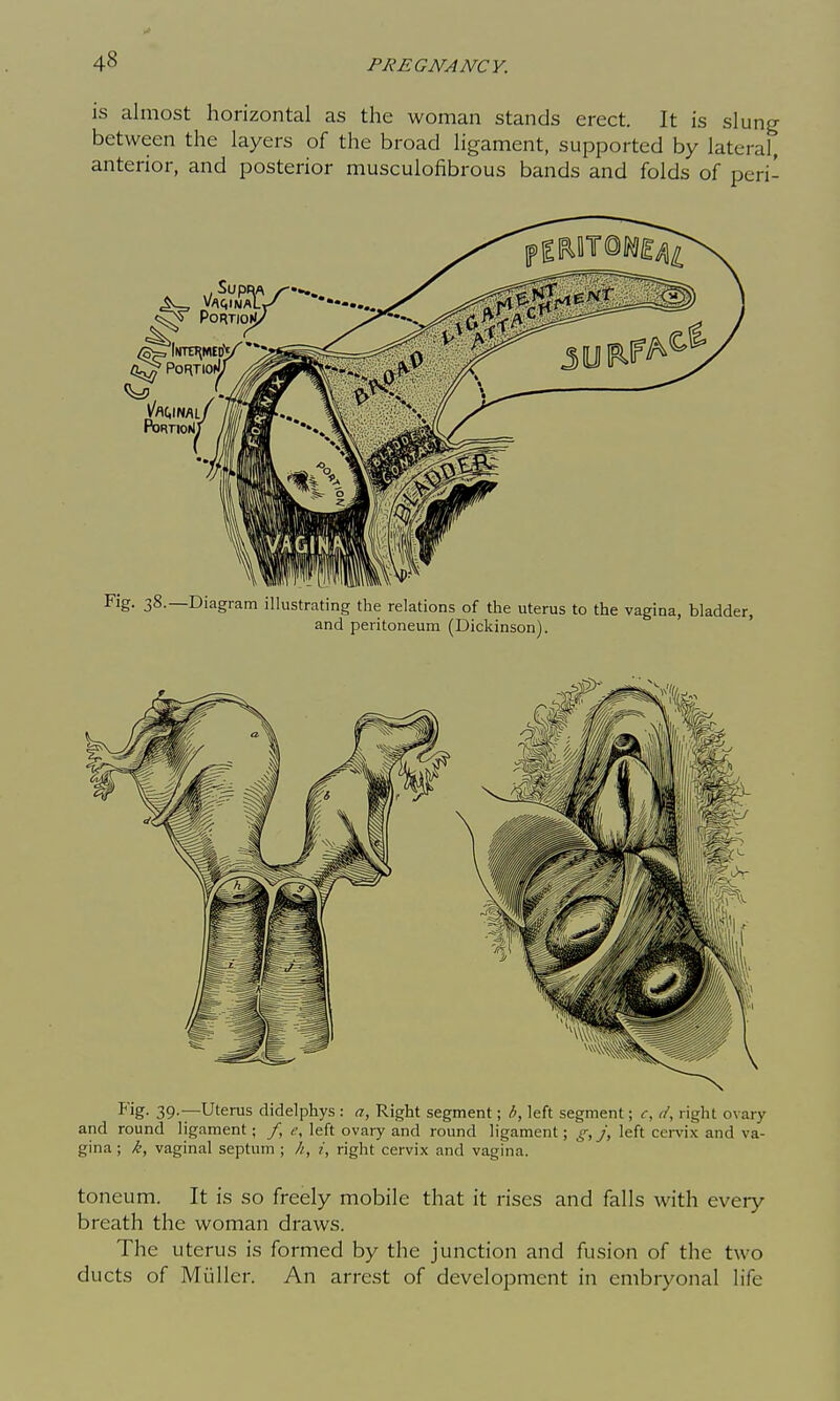 is almost horizontal as the woman stands erect. It is slung between the layers of the broad ligament, supported by lateral, anterior, and posterior musculofibrous bands and folds of peri- Vfl(,IN/lL PoRTlOlJ, Fig. 38.—Diagram illustrating the relations of the uterus to the vagina, bladder, and peritoneum (Dickinson). Fig- 39-—Uterus didelphys : a, Right segment; h, left segment; right ovary and round ligament; /, e, left ovary and round ligament; g,j, left cer\'ix and va- gina ; k, vaginal septum ; h, i, right cervix and vagina. toneum. It is so freely mobile that it rises and falls with every breath the woman draws. The uterus is formed by the junction and fusion of the two ducts of Miiller. An arrest of development in embryonal life