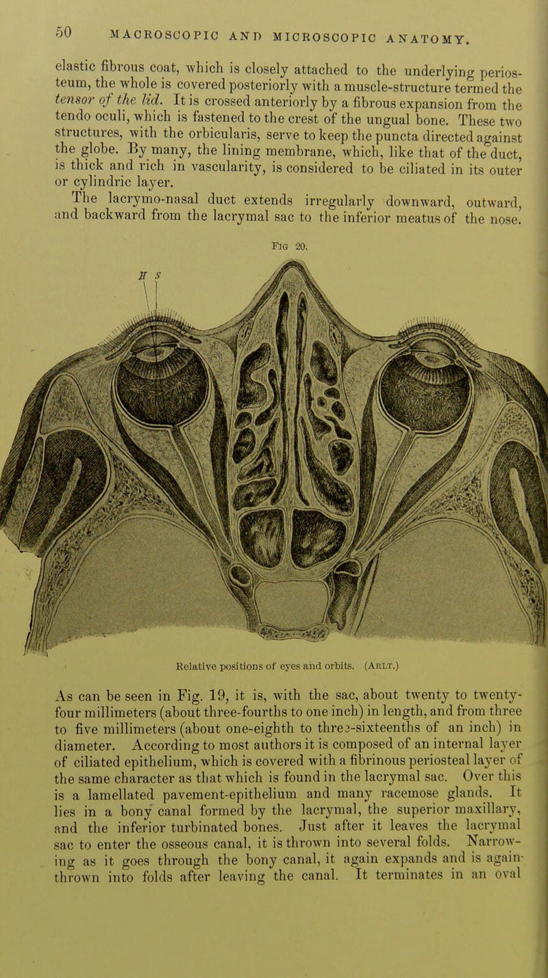 elastic fibrous coat, which is closely attached to the underlying perios- teum, the whole is covered posteriorly with a muscle-structure termed the tensor of the lid. It is crossed anteriorly by a fibrous expansion from the tendo oculi, which is fastened to the crest of the ungual bone. These two structures, with the orbicularis, serve to keep the puncta directed against the globe. By many, the lining membrane, which, like that of the duct, is thick and rich in vascularity, is considered to be ciliated in its outer or cylindric layer. The lacrymo-nasal duct extends irregularly downward, outward, and backward from the lacrymal sac to the inferior meatus of the nose. Fig 20. Relative positions of eyes and orbits. (Arlt.) As can be seen in Fig. 19, it is, with the sac, about twenty to twenty- four millimeters (about three-fourths to one inch) in length, and from three to five millimeters (about one-eighth to throsixteenths of an inch) in diameter. According to most authors it is composed of an internal layer of ciliated epithelium, which is covered with a fibrinous periosteal layer of the same character as that which is found in the lacrymal sac. Over this is a lamellated pavement-epithelium and many racemose glands. It lies in a bony canal formed by the lacrymal, the superior maxillary, and the inferior turbinated bones. Just after it leaves the lacrymal sac to enter the osseous canal, it is thrown into several folds. Narrow- ing as it goes through the bony canal, it again expands and is again- thrown into folds after leaving the canal. It terminates in an oval