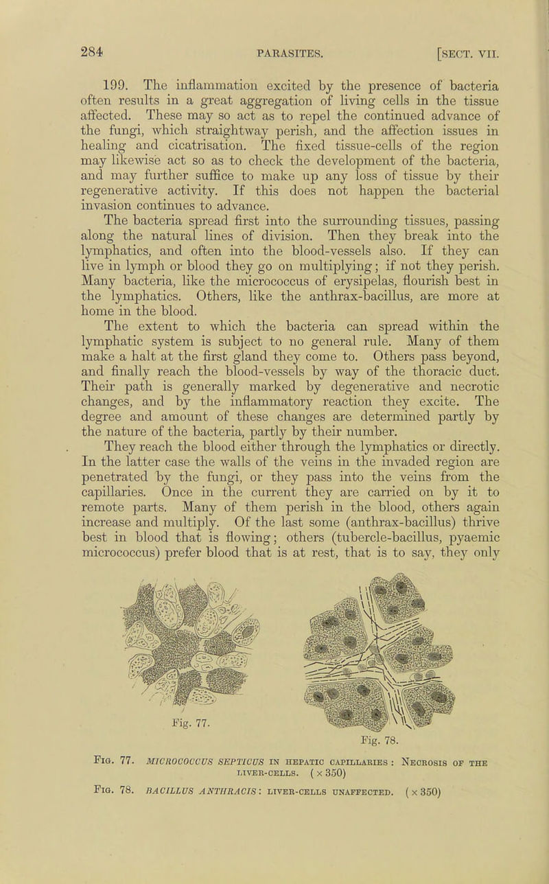 199. The inflammation excited by the presence of bacteria often results in a great aggregation of living cells in the tissue affected. These may so act as to repel the continued advance of the fungi, which straightway perish, and the affection issues in healing and cicatrisation. The fixed tissue-cells of the region may likewise act so as to check the development of the bacteria, and may further suffice to make up any loss of tissue by their regenerative activity. If this does not happen the bacterial invasion continues to advance. The bacteria spread first into the surrounding tissues, passing along the natural lines of division. Then they break into the lymphatics, and often into the blood-vessels also. If they can live in lymph or blood they go on multiplying; if not they perish. Many bacteria, like the micrococcus of erysipelas, flourish best in the lymphatics. Others, like the anthrax-bacillus, are more at home in the blood. The extent to which the bacteria can spread within the lymphatic system is subject to no general rule. Many of them make a halt at the first gland they come to. Others pass beyond, and finally reach the blood-vessels by way of the thoracic duct. Then* path is generally marked by degenerative and necrotic changes, and by the inflammatory reaction they excite. The degree and amount of these changes are determined partly by the nature of the bacteria, partly by their number. They reach the blood either through the lymphatics or directly. In the latter case the walls of the veins in the invaded region are penetrated by the fungi, or they pass into the veins from the capillaries. Once in the current they are carried on by it to remote parts. Many of them perish in the blood, others again increase and multiply. Of the last some (anthrax-bacillus) thrive best in blood that is flowing; others (tubercle-bacillus, pyaemic micrococcus) prefer blood that is at rest, that is to say, they only Fig. 78. Fig. 77. micrococcus septicus in hepatic capillaries : Necrosis of the TjTVER-cells. ( x 350) FlQ. 78. BACILLUS ANTHRACIS'. LIVER-CELLS UNAFFECTED. ( X 350)