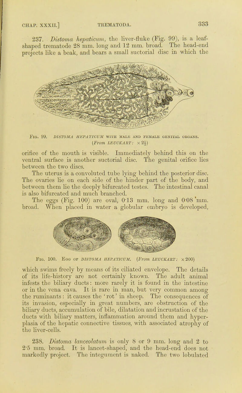 237. Distoma hepaticum, the liver-fluke (Fig. 99), is a leaf- shaped trematode 28 mm. long and 12 mm. broad. The head-end projects like a beak, and bears a small suctorial disc in which the ElG. yi). DISTOMA HEPATICUM WITH MALE AND FEMALE GENITAL OKGANS. (From LEUCKART: X 2J) orifice of the mouth is visible. Immediately behind this on the ventral surface is another suctorial disc. The genital orifice lies between the two discs. The uterus is a convoluted tube lying behind the posterior disc. The ovaries lie on each side of the hinder part of the body, and between them lie the deeply bifurcated testes. The intestinal canal is also bifurcated and much branched. The eggs (Fig. 100) are oval, 0'13 mm. long and 0 08 'mm. broad. When placed in water a globular embryo is developed, Fig. 100. Egg of distoma hepaticum. (From LEUCKART: x 200) which swims freely by means of its ciliated envelope. The details of its life-history are not certainly known. The adult animal infests the biliary ducts: more rarely it is found in the intestine or in the vena cava. It is rare in man, but very common among the ruminants : it causes the ' rot' in sheep. The consequences of its invasion, especially in great numbers, are obstruction of the biliary ducts, accumulation of bile, dilatation and incrustation of the ducts with biliary matters, inflammation around them and hyper- plasia of the hepatic connective tissues, with associated atrophy of the liver-cells. 238. Distoma lanceolatum is only 8 or 9 mm. long and 2 to 2*5 mm. broad. It is lancet-shaped, and the head-end does not markedly project. The integument is naked. The two lobulated