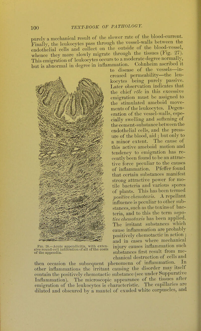 purely a mechanical result of the slower rate of the blood-current. Finally, the leukocytes pass through the vessel-walls between the endothelial cells and collect on the outside of the blood-vessel, whence they more slowly migrate through the tissues (iMg. 27). This emigration of leukocytes occurs to a moderate degree normally, but is abnormal in degree in inflammation. Cohnheim ascribed it to disease of the vessels—in- creased permeability—the leu- kocytes being purely passive. Later observation indicates that the chief role in this excessive emigration must be assigned to the stimulated ameboid move- ments of the leukocytes. Degen- eration of the vessel-walls, espe- cially swelling and softening of the cement-substance between the endothelial cells, and the press- ure of the blood, aid ; but only to a minor extent. The cause of this active ameboid motion and tendency to emigration has re- cently been found to be an attrac- tive force peculiar to the causes of inflammation. Pfeffer found that certain substances manifest strong attractive power for mo- tile bacteria and various spores of plants. This has been termed positive chemotaxis. A repellant influence is peculiar to other sub- stances, such as the toxins of bac- teria, and to this the term nega- tive ckemotaxis has been applied. The irritant substances which cause inflammation are probably positively chemotactic in action ; and in cases where mechanical injury causes inflammation such substances first result from me- chanical destruction of cells and then occasion the subsequent phenomena of inflammation. In other inflammations the irritant causing the disorder may itself contain the positively chemotactic substance (see under Suppurative Inflammation). The microscopic appearance of the tissues after emigration of the leukocytes is characteristic. The capillaries are dilated and obscured by a mantel of exuded white corpuscles, and Fig. 28—Acute appendicitis, with exten- sive round-cell infiltration of all of the coats of the appendix.