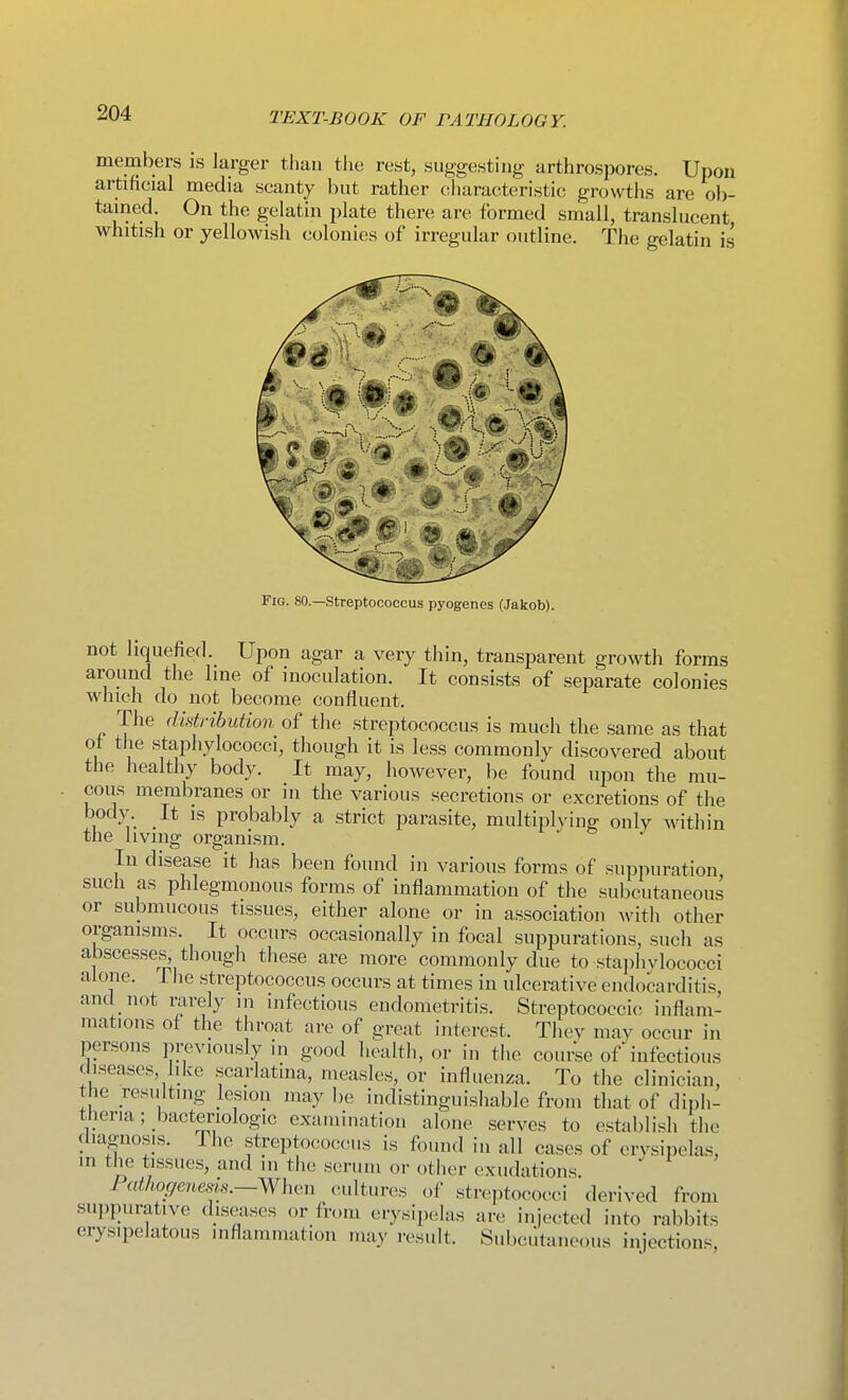 members is larger than tlie rest, suggesting arthrospores. Upon artificial media scanty but rather cliaracteristic growths are ol)- tained. On the gelatin plate there are formed small, translucent whitish or yellowish colonies of irregular outline. The gelatin is Fig. 80.—streptococcus pyogenes (Jakob). not liquefied. Upon agar a very thin, transparent growth forms around the line of inoculation. It consists of separate colonies which do not become confluent. The didribution of the streptococcus is much the same as that of the staphylococci, though it is less commonly discovered about the healthy body. It may, however, be found upon the mu- cous membranes or in the various secretions or excretions of the body. It IS probably a strict parasite, multiplying only within the living organism. In disease it has been found in various forms of suppuration such as phlegmonous forms of inflammation of the subcutaneous or submucous tissues, either alone or in association with other organisms. It occurs occasionally in focal suppurations, such as abscesses, though these are more commonly due to staphvlococci alone. The streptococcus occurs at times in ulcerative endocarditis, and not rarely in infectious endometritis. Streptococcic inflam- mations of the throat are of great interest. They may occur in persons pi-eviously in good health, or in the course of infectious diseases, like scarlatina, measles, or influenza. To the clinician, the resulting lesion may be indistinguishable from that of diph- theria ; bacteriologic examination alone serves to establish the diagnosis. The streptococcus is found in all cases of erysipelas, in the tissues, and in the serum or other exudations Pathogeneds.—When cultures of streptococci derived from suppurative dis^ises or from erysipelas are injected into rabbits erysipelatous inflammation may result. Subcutaneous injections.