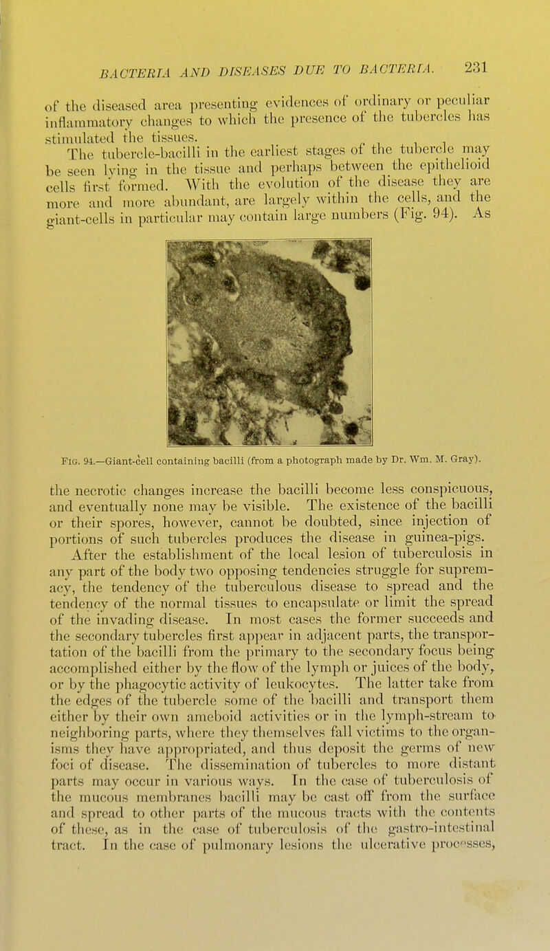 of the diseased area presenting evidences of ordinary or peculiar inflammatory changes to which the presence of the tubercles has stlnudated the tissues. The tubercle-bacilli in the earliest stages of the tubercle may be seen lying in the tissue and perhaps between the epithelioid cells first formed. With the evolution of the disease they are more and more abundant, are largely within the cells, and the o-iant-cells in parti(!ular may contain large numbers (Fig. 94). As Fig. 94—Giant-cell containing bacilli (from a photograph made by Dr. Wm. M. Gray). the necrotic changes increase the bacilli become less conspicuous, and eventually none may be visible. The existence of the bacilli or their spores, however, cannot be doubted, since injection of portions of such tubercles produces the disease in guinea-pigs. After the establishment of the local lesion of tuberculosis in any part of the body two opposing tendencies struggle for suprem- acy, the tendency of the tuberculous disease to spread and the tendency of the normal tissues to encapsulate or limit the spread of the invading disease. In most cases the former succeeds and the secondary tubercles first appear in adjacent parts, the transpor- tation of the bacilli from the primary to the secondary focus being accomplished either by the flow of the lymph or juices of the body,, or by the phagocytic activity of leukocytes. The latter take from the edges of the tubercle some of the bacilli and transport them either by their own ameboid activities or in the lymph-stream to neighboring parts, where they themselves fall victims to the organ- isms they have ap))ropriated, and thus deposit the germs of new foci of disease. The dissemination of tubercles to more distant parts may occur in various ways. In the case of tuberculosis of the raucous membranes baciilli may be cast off from the surface and spread to other parts of the mucous tracts with the contents of these, as in the ciase of tuberculosis of the gastro-intestinal tract. In the case of pidmonary lesions tlu; ulcerative processes,