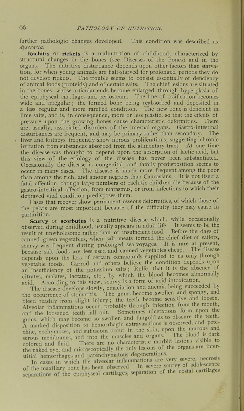 further pathologic changes developed. This condition was described as dyscrasia. Rachitis or rickets is a malnutrition of childhood, characterized by structural changes in the bones (see Diseases of the Bones) and in the organs. The nutritive disturbance depends upon other factors than starva- tion, for when young animals are half-starved for prolonged periods they do not develop rickets. The trouble seems to consist essentially of deficiency of animal foods (proteids) and of certain salts. The chief lesions are situated in the bones, whose articular ends become enlarged through hyperplasia of the epiphyseal cartilages and periosteum. The line of ossification becomes wide and irregular; the formed bone being reabsorbed and deposited in a less regular and more rarefied condition. The new bone is deficient in lime salts, and is, in consequence, more or less plastic, so that the effects of pressure upon the growing bones cause characteristic deformities. There are, usually, associated disorders of the internal organs. Gastro-intestinal disturbances are frequent, and may be primary rather than secondary. The liver and kidneys frequently show fibrous proliferations, suggesting chronic irritation from substances absorbed from the alimentary tract. At one time the disease was thought to depend upon the absorption of lactic acid, but this view of the etiology of the disease has never been substantiated. Occasionally the disease is congenital, and family predisposition seems to occur in many cases. The disease is much more frequent among the poor than among the rich, and among negroes than Caucasians. It is not itself a fatal affection, though large numbers of rachitic children die because of the gastro-intestinal affection, from marasmus, or from infections to which their depraved vital condition predisposes them. Cases that recover show permanent osseous deformities, of which those of the pelvis are most important because of the difficulty they may cause in parturition. Scurvy or scorbutus is a nutritive disease which, while occasionally observed during chddhood, usually appears in adult life. It seems to be the result of unwholesome rather than of insufficient food. Before the days ol canned green vegetables, when salt meats formed the chief diet oi sailors, scurvy was frequent during prolonged sea voyages. It is rare at present, because salt foods are less used and canned vegetables cheap. The disease depends upon the loss of certain compounds supplied to us only through vegetable foods. Garrod and others believe the condition depends upon an insufficiency of the potassium salts ; Rulfe, that it is the absence of citrates, malates, lactates, etc., by which the blood becomes abnorma y acid. According to this view, scurvy is a form of acid intoxication. The disease develops slowly, emaciation and anemia being succeeded by the occurrence of stomatitis. The gums become swollen and spongy, and bleed readily from slight injury; the teeth become sensitive and loosen. Alveolar inflammations occur, probably through infection from the mouth, and the loosened teeth fall out. Sometimes ulcerations orm upon e gums, which may become so swollen and fungoid as to obscure the teeth. A marked disposition to hemorrhagic extravasations is observed, and pete- chite, ecchymoses, and suffusions occur in the skin, upon tie mucous serous membranes, and into the muscles and organs. ie ) ooc ■ colored and fluid. There are no characteristic morbid lesions visible the naked eye, and microscopically the only lesions of the organs are inter- stitial hemorrhages and parenchymatous degenerations. necrosis In cases in which the alveolar inflammations are very • ’ of the maxillary bone hex been observed. In severe scurtLifSti££ separations of the epiphyseal cartilages, separation of the costal cartilage