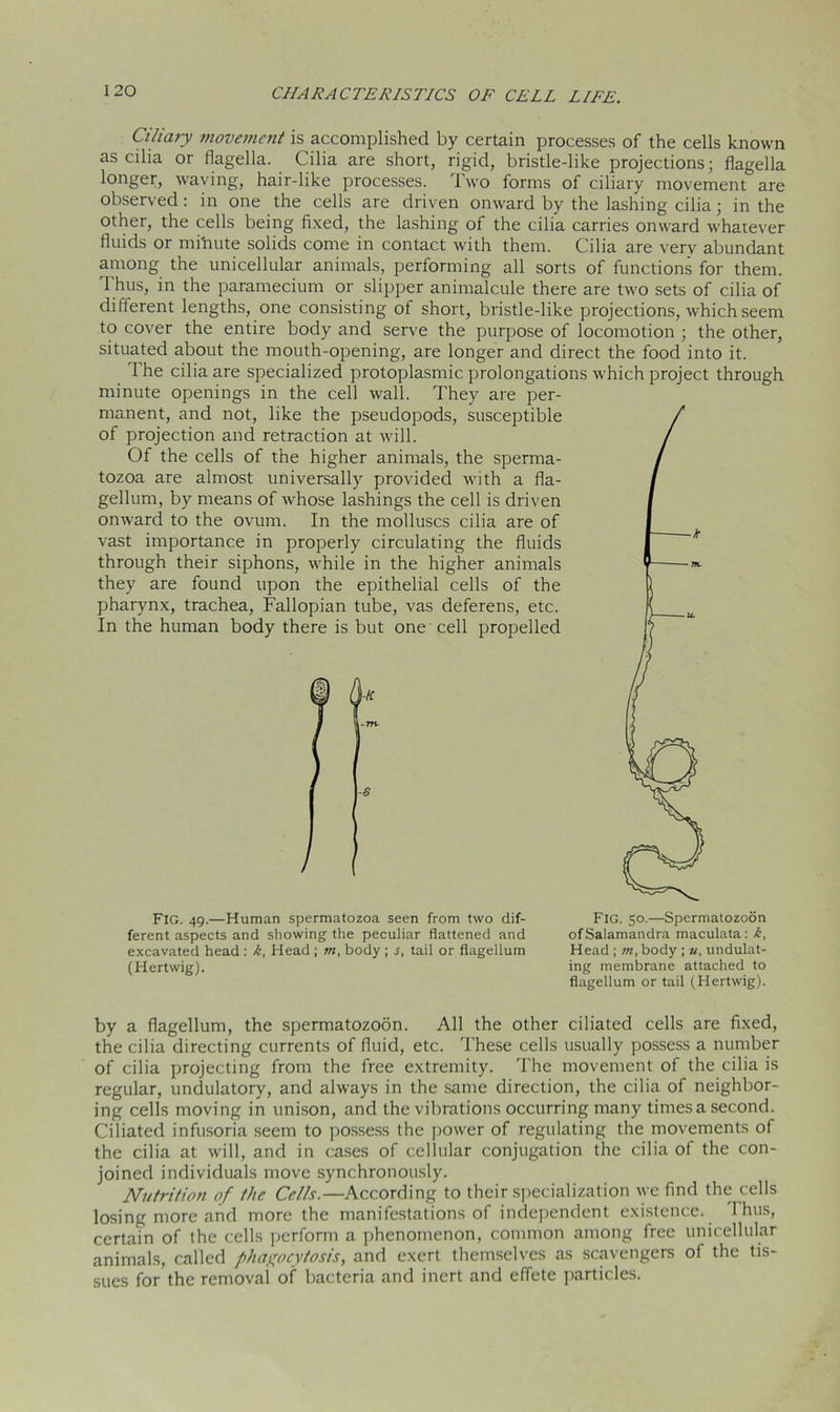 Ciliary movement is accomplished by certain processes of the cells known as cilia or flagella. Cilia are short, rigid, bristle-like projections; flagella longer, waving, hair-like processes. Two forms of ciliary movement are observed : in one the cells are driven onward by the lashing cilia; in the other, the cells being fixed, the lashing of the cilia carries onward whatever fluids or mihute solids come in contact with them. Cilia are very abundant among the unicellular animals, performing all sorts of functions for them. Thus, in the paramecium or slipper animalcule there are two sets of cilia of different lengths, one consisting of short, bristle-like projections, which seem to cover the entire body and serve the purpose of locomotion ; the other, situated about the mouth-opening, are longer and direct the food into it. The cilia are specialized protoplasmic prolongations which project through minute openings in the cell wall. They are per- manent, and not, like the pseudopods, susceptible of projection and retraction at will. Of the cells of the higher animals, the sperma- tozoa are almost universally provided with a fla- gellum, by means of whose lashings the cell is driven onward to the ovum. In the molluscs cilia are of vast importance in properly circulating the fluids through their siphons, while in the higher animals they are found upon the epithelial cells of the pharynx, trachea, Fallopian tube, vas deferens, etc. In the human body there is but one cell propelled FIG. 49.—Human spermatozoa seen from two dif- ferent aspects and showing the peculiar flattened and excavated head : k, Head ; m, body ; r, tail or flagellum (Hertwig). FIG. 50.—Spermatozoon ofSalamandra maculata: k, Head ; m, body ; u, undulat- ing membrane attached to flagellum or tail (Hertwig). by a flagellum, the spermatozoon. All the other ciliated cells are fixed, the cilia directing currents of fluid, etc. These cells usually possess a number of cilia projecting from the free extremity. The movement of the cilia is regular, undulatory, and always in the same direction, the cilia of neighbor- ing cells moving in unison, and the vibrations occurring many timesa second. Ciliated infusoria seem to possess the power of regulating the movements of the cilia at will, and in cases of cellular conjugation the cilia of the con- joined individuals move synchronously. Nutrition of the Cells.—According to their specialization we find the cells losing more and more the manifestations of independent existence. I hus, certain of the cells perform a phenomenon, common among free unicellular animals, called phagocytosis, and exert themselves as scavengers of the tis- sues for the removal of bacteria and inert and effete particles.