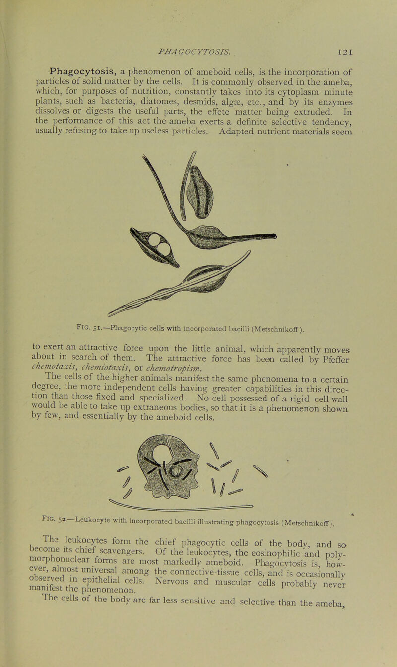 Phagocytosis, a phenomenon of ameboid cells, is the incorporation of particles of solid matter by the cells. It is commonly observed in the ameba, which, for purposes ol nutrition, constantly takes into its cytoplasm minute plants, such as bacteria, diatomes, desmids, algae, etc., and by its enzymes dissolves or digests the useful parts, the effete matter being extruded. In the performance of this act the ameba exerts a definite selective tendency, usually refusing to take up useless particles. Adapted nutrient materials seem to exert an attractive force upon the little animal, which apparently moves about in search of them. The attractive force has been called by Pfeffer chemotaxis, chemiotaxis, or chemotropism. The cells of the higher animals manifest the same phenomena to a certain degree, the more independent cells having greater capabilities in this direc- tion than those fixed and specialized. No cell possessed of a rigid cell wall would be able to take up extraneous bodies, so that it is a phenomenon shown by few, and essentially by the ameboid cells. Fig. 52. Leukocyte with incorporated bacilli illustrating phagocytosis (Metschnikoff). I Me cells of the body are far less sensitive and selective than the ameba. Fig. 51.—Phagocytic cells with incorporated bacilli (Metschnikoff). X