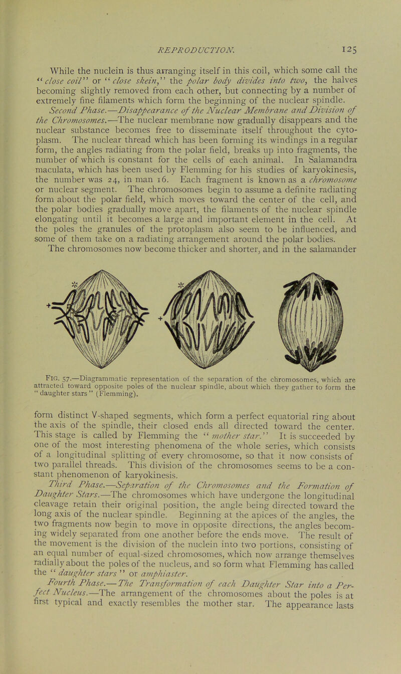 While the nuclein is thus arranging itself in this coil, which some call the “ close coil or “close skein the polar body divides into two, the halves becoming slightly removed from each other, but connecting by a number of extremely fine filaments which form the beginning of the nuclear spindle. Second Phase.—Disappearance of the Nuclear Membrane and Division of the Chromosomes.—The nuclear membrane now gradually disappears and the nuclear substance becomes free to disseminate itself throughout the cyto- plasm. The nuclear thread which has been forming its windings in a regular form, the angles radiating from the polar field, breaks up into fragments, the number of which is constant for the cells of each animal. In Salamandra maculata, which has been used by Flemming for his studies of karyokinesis, the number was 24, in man 16. Each fragment is known as a chromosome or nuclear segment. The chromosomes begin to assume a definite radiating form about the polar field, which moves toward the center of the cell, and the polar bodies gradually move apart, the filaments of the nuclear spindle elongating until it becomes a large and important element in the cell. At the poles the granules of the protoplasm also seem to be influenced, and some of them take on a radiating arrangement around the polar bodies. The chromosomes now become thicker and shorter, and in the salamander Fig. 57.—Diagrammatic representation of the separation of the chromosomes, which are attracted toward opposite poles of the nuclear spindle, about which they gather to form the  daughter stars  (Flemming). form distinct V-shaped segments, which form a perfect equatorial ring about the axis of the spindle, their closed ends all directed toward the center. This stage is called by Flemming the “ mother star. It is succeeded by one of the most interesting phenomena of the whole series, which consists of a longitudinal splitting of every chromosome, so that it now consists of two parallel threads. This division of the chromosomes seems to be a con- stant phenomenon of karyokinesis. Third Phase.—Separation of the Chromosomes and the Formation of Daughter Stars.—The chromosomes which have undergone the longitudinal cleavage retain their original position, the angle being directed toward the long axis of the nuclear spindle. Beginning at the apices of the angles, the two fragments now begin to move in opposite directions, the angles becom- ing widely separated from one another before the ends move. The result of the movement is the division of the nuclein into two portions, consisting of an equal number of equal-sized chromosomes, which now arrange themselves radially about the poles of the nucleus, and so form what Flemming has called the “ daughter stars ” or amphiaster. Fourth Phase.— The Transformation of each Daughter Star into a Per- fect Nucleus.—The arrangement of the chromosomes about the poles is at first typical and exactly resembles the mother star. The appearance lasts