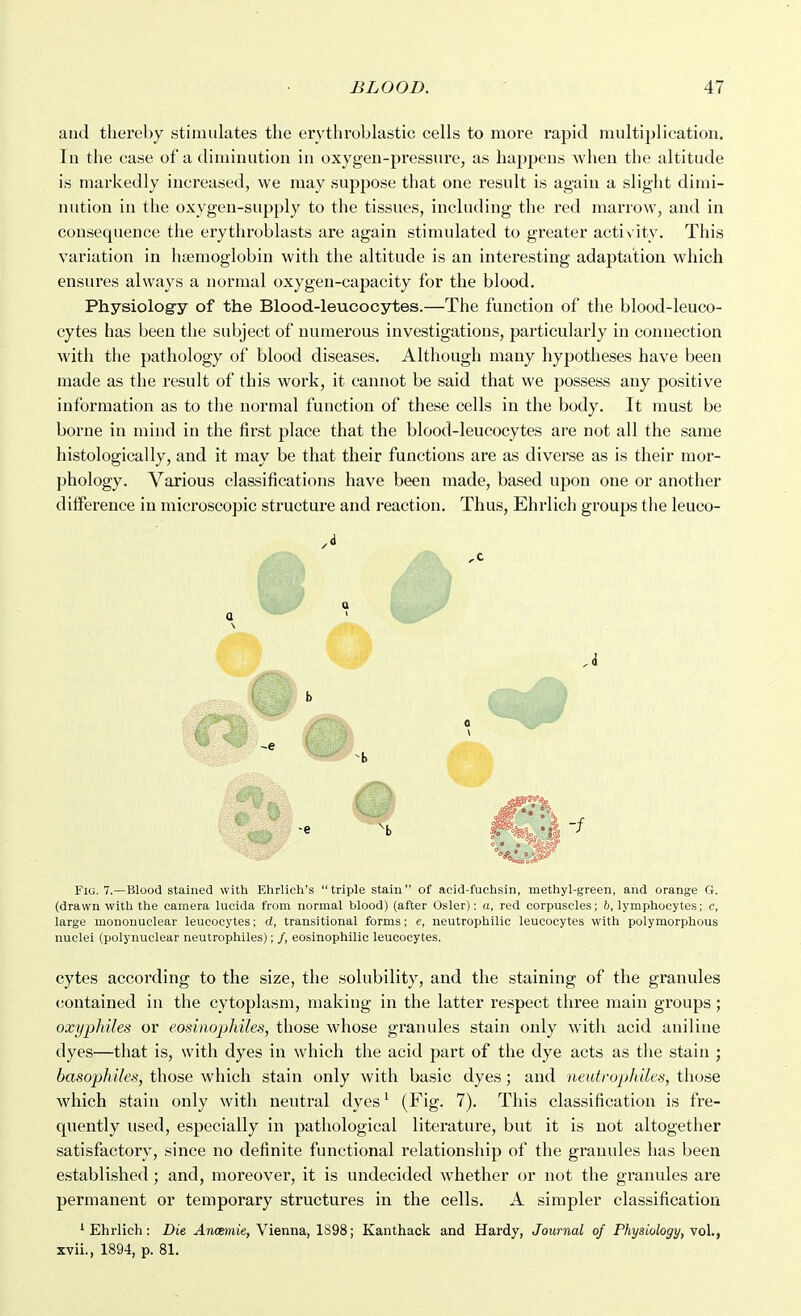 and thei'eby stimulates the erythroblastic cells to more rapid multiplication. In the case of a diminution in oxygen-pressure, as happens when the altitude is markedly increased, we may suppose that one result is again a slight dimi- nution in the oxygen-supply to the tissues, including the red maxTow, and in consequence the erythroblasts are again stimulated to greater activity. This variation in haemoglobin with the altitude is an interesting adaptation which ensures always a normal oxygen-capacity for the blood. Physiology of the Blood-leucocytes.—The function of the blood-leuco- cytes has been the subject of numerous investigations, particularly in connection with the pathology of blood diseases. Although many hypotheses have been made as the result of this work, it cannot be said that we possess any positive information as to the normal function of these cells in the body. It must be borne in mind in the first place that the blood-leucocytes are not all the same histologically, and it may be that their functions are as diverse as is their mor- phology. Various classifications have been made, based upon one or another difference in microscopic structure and reaction. Thus, Ehrlich groups the leuco- A a Q ' Fig. 7.—Blood stained with Ehrlich's triple stain of acid-fuchsin, methyl-green, and orange G. (drawn with the camera lucida from normal blood) (after Osier): a, red corpuscles; 6, lymx)hocytes; c, large mononuclear leucocytes; d, transitional forms; e, neutrophilic leucocytes with polymorphous nuclei (polynuclear neutrophiles); /, eosinophilic leucocytes. cytes according to the size, the solubility, and the staining of the granules contained in the cytoplasm, making in the latter respect three main groups; oxyphiles or eosiaophiles, those whose granules stain only with acid aniline dyes—that is, with dyes in which the acid part of the dye acts as the stain ; basophiles, those which stain only with basic dyes; and neatropliilcs, those which stain only with neutral dyes^ (l^ig- ''')• This classification is fre- quently used, especially in pathological literature, but it is not altogether satisfactory, since no definite functional relationship of the granules has been established ; and, moreover, it is undecided whether or not the granules are permanent or temporary structures in the cells. A simpler classification ^Ehrlich: iJie ^ncKiiie, Vienna, 1898; Kanthack and Hardy, Journal of Physiology, vol., xvii., 1894, p. 81.