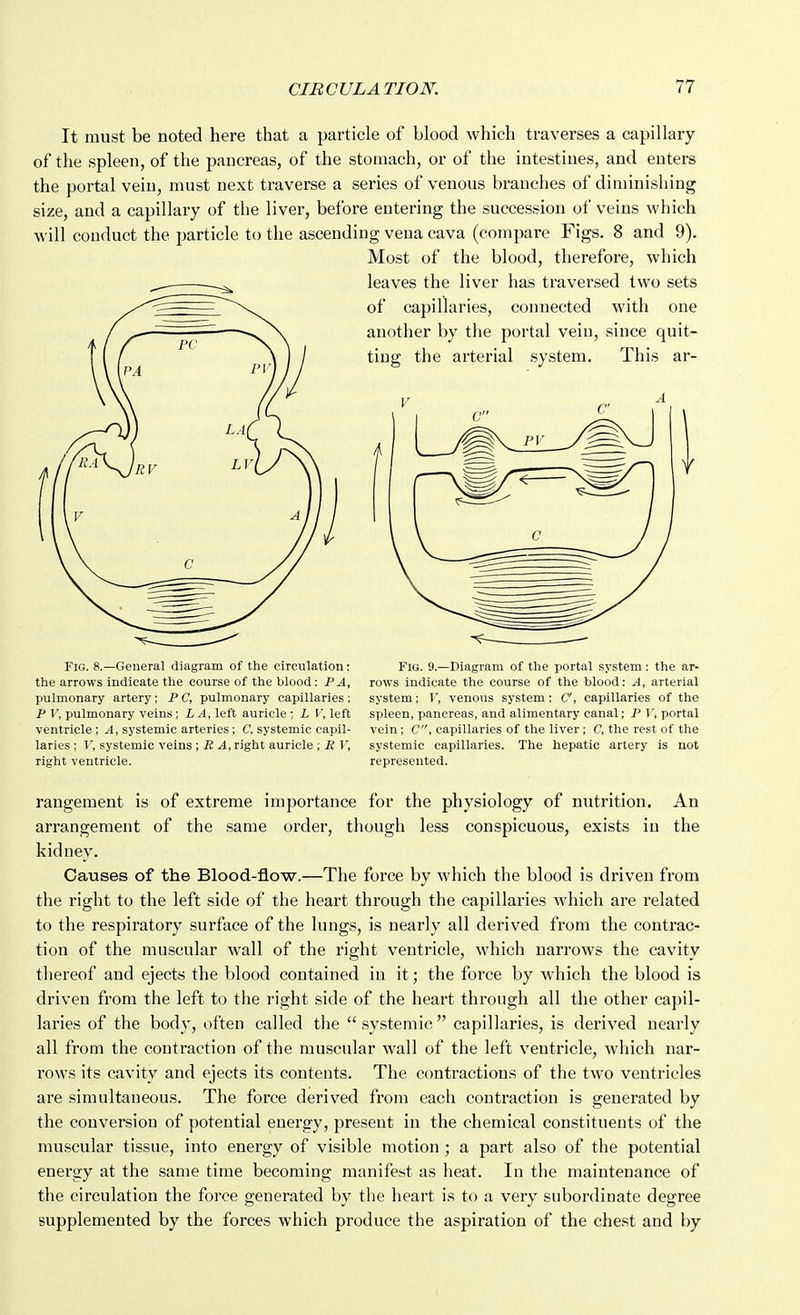It must be noted here that a pai'ticle of blood which traverses a capillary of the spleen, of the pancreas, of the stomach, or of the intestines, and enters the portal vein, must next traverse a series of venous branches of diminishing size, and a capillary of the liver, before entering the succession of veins which will conduct the particle to the ascending vena cava (compare Figs. 8 and 9). Most of the blood, therefore, which Fig. 8.—General diagram of the circulation: Fig. 9.—Diagram of the portal system : the ar- the arrows indicate the course of the blood: PA, rows Indicate the course of the blood: A, arterial pulmonary artery; P C, pulmonary capillaries ; system; V, venous system : C, capillaries of the P y, pulmonary veins; LA, left auricle; L V, left spleen, pancreas, and alimentary canal; P T, portal ventricle ; A, systemic arteries; C, systemic capil- vein; C, capillaries of the liver; C, the rest of the laries ; T, systemic veins ; ^, right auricle ; iJ I', systemic capillaries. The hepatic artery is not right ventricle. represented. rangement is of extreme importance for the physiology of nutrition. An arrangement of the same order, though less conspicuous, exists in the kiduey. Causes of the Blood-flow.—The force by which the blood is driven from the right to the left side of the heart through the capillaries which are related to the respiratory surface of the lungs, is nearly all derived from the contrac- tion of the muscular wall of the right ventricle, which narrows the cavity thereof and ejects the blood contained in it; the force by which the blood is driven from the left to the right side of the heart through all the other capil- laries of the body, often called the systemic capillaries, is derived nearly all from the contraction of the muscular wall of the left ventricle, which nar- rows its cavity and ejects its contents. The contractions of the two ventricles are simultaneous. The force derived from each contraction is generated by the conversion of potential energy, present in the chemical constituents of the muscular tissue, into energy of visible motion ; a part also of the potential energy at the same time becoming manifest as heat. In the maintenance of the circulation the force generated by the heart is to a very subordinate degree supplemented by the forces which produce the aspiration of the chest and by