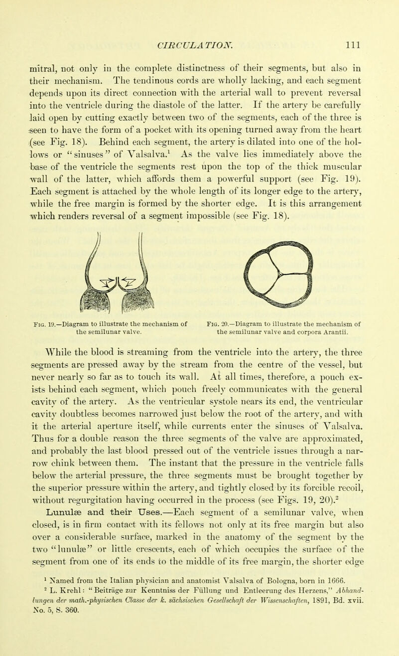 mitral, not only in the complete distinctness of their segments, but also in their mechanism. The tendinous cords are wholly lacking, and each segment depends upon its direct connection with the arterial wall to prevent reversal into the ventricle during the diastole of the latter. If the artery be carefully laid open by cutting exactly between two of the segments, each of the three is -seen to have the form of a pocket with its opening turned away from the heart (see Fig. 18). Behind each segment, the artery is dilated into one of the hol- lows or  sinuses  of Valsalva.^ As the valve lies immediately above the base of the ventricle the segments rest upon the top of the thick muscular wall of the latter, which aiJbrds them a powerful support (see Fig. 19). Each segment is attached by the whole length of its longer edge to the artery, while the free margin is formed by the shorter edge. It is this arrangement which renders reversal of a segment impossible (see Fig. 18). Fig. 19.—Diagram to iUustrate the mechanism of Fig. 20.—Diagram to illustrate the mechanism of the semilunar valve. the semilunar valve and corpora Arantii. While the blood is streaming from the ventricle into the artery, the three segments are pressed away by the stream from the centre of the vessel, but never nearly so far as to touch its wall. At all times, therefore, a pouch ex- ists behind each segment, whicli pouch freely communicates with the geuei'al cavity of the artery. As the ventricular systole nears its end, the ventricular cavity doubtless becomes narrowed just below the root of the artery, and with it the arterial aperture itself, while currents enter the sinuses of Valsalva. Thus for a double reason the three segments of the valve are approximated, and probably the last blood pressed out of the ventricle issues through a nar- row chink between them. The instant that the pressure in the ventricle falls below the arterial pressure, the three segments must be brought together by the superior pressure within the artery, and tightly closed by its forcible recoil, without regurgitation having occurred in the process (see Figs. 19, 20).- Lunulee and their Uses.—Each segment of a semilunar valve, when closed, is in firm contact with its fellows not only at its free margin but also over a considerable surface, marked in the anatomy of the segment by the two lunulse or little crescents, each of which occupies the surface of the segment from one of its ends to the middle of its free margin, the shorter edge * Named from the Italian pliysician and anatomist Valsalva of Bologna, born in 1666. ^L. Krehl:  Beitriige zur Kenntniss der Fiillnng und Entleeriing des Herzens, Abhand- lungen der math.-physischen Classe der k. scichsischen Gesellschaft der Wissenscha/ten, 1891, Bd. xvii. No. 5, S. 360.