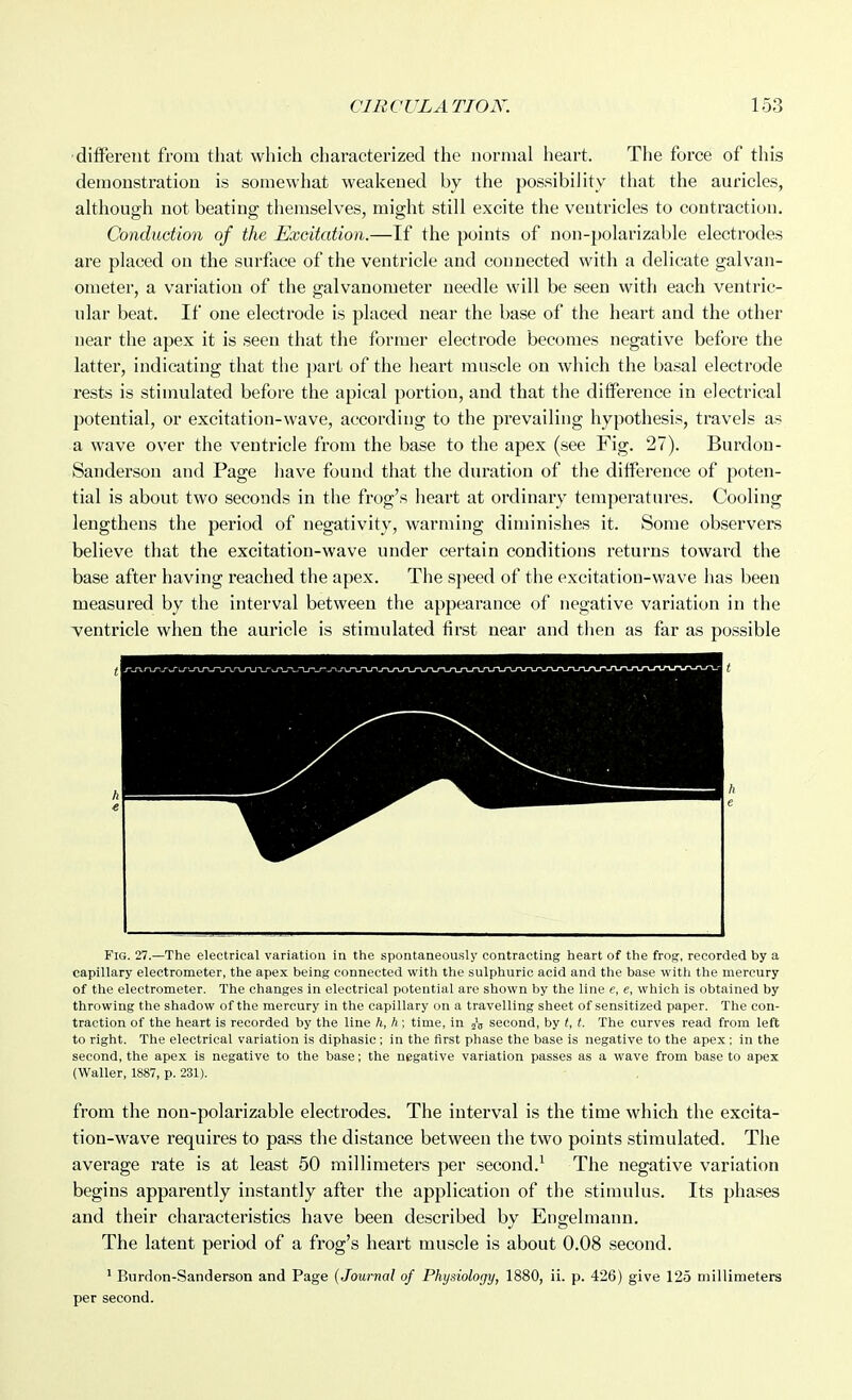 •different from that which characterized the normal heart. The force of this demonstration is somewhat weakened by the possibility that the auricles, although not beating themselves, might still excite the ventricles to contraction. Conduction of the Excitation.—If the points of non-polarizable electrodes are placed on the surface of the ventricle and connected with a delicate galvan- ometer, a variation of the galvanometer needle will be seen with each ventric- ular beat. If one electrode is placed near the base of the heart and the other near the apex it is seen that the former electrode becomes negative before the latter, indicating that the part of the heart muscle on which the basal electrode rests is stimulated before the apical portion, and that the difference in electrical potential, or excitation-wave, according to the prevailing hypothesis, travels as a wave over the ventricle from the base to the apex (see Fig. 27). Burdou- Sandersou and Page have found that the duration of the difference of poten- tial is about two seconds in the frog's heart at ordinary temperatures. Cooling lengthens the period of negativity, warming diminishes it. Some observers believe that the excitation-wave under certain conditions returns toward the base after having reached the apex. The speed of the excitation-wave has been measured by the interval between the appearance of negative variation in the ventricle when the auricle is stimulated first near and then as far as possible Fig. 27.—The electrical variation in the spontaneously contracting heart of the frog, recorded by a capillary electrometer, the apex being connected with the sulphuric acid and the base with the mercury of the electrometer. The changes in electrical potential are shown by the line e, e, which is obtained by throwing the shadow of the mercury in the capillary on a travelling sheet of sensitized paper. The con- traction of the heart is recorded by the line h, h; time, in second, by t, t. The curves read from left to right. The electrical variation is diphasic; in the first phase the base is negative to the apex ; in the second, the apex is negative to the base; the negative variation passes as a wave from base to apex (Waller, 1887, p. 231). from the non-polarizable electrodes. The interval is the time which the excita- tion-wave requires to pass the distance between the two points stimulated. The average rate is at least 50 millimeters per second.^ The negative variation begins apparently instantly after the application of the stimulus. Its phases and their characteristics have been described by Engelmann. The latent period of a frog's heart muscle is about 0.08 second. 1 Burdon-Sanderson and Page {Journal of Physiology, 1880, ii. p. 426) give 125 niillimeters per second.