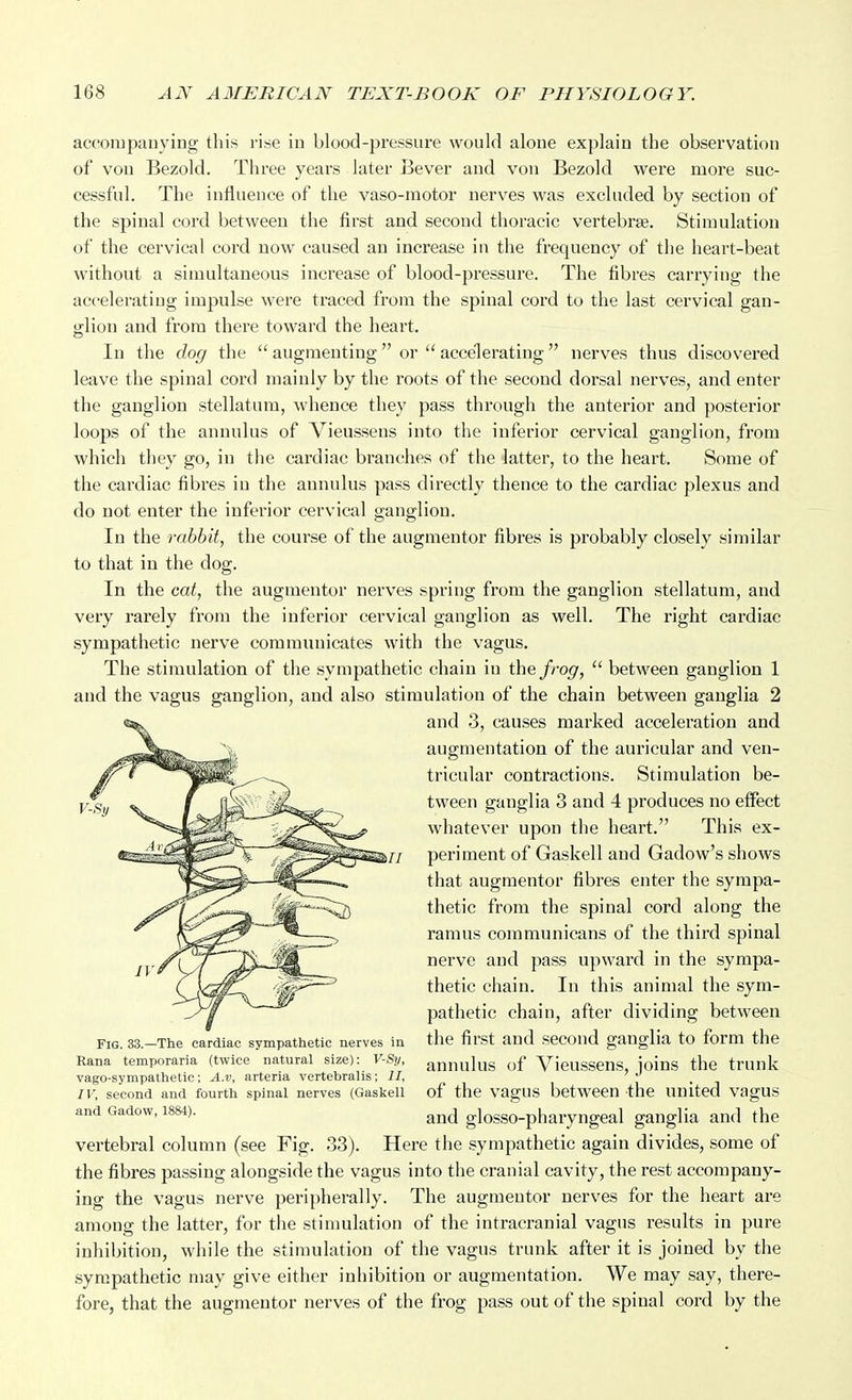 accoiupauying tliis rise in blood-pressure would alone explain the observation of vou Bezold. Three years later Bever and von Bezold were more suc- cessful. The influence of the vaso-motor nerves was excluded by section of the spinal cord between the first and second thoracic vertebrae. Stimulation of the cervical cord now caused an increase in the frequency of the heart-beat without a simultaneous increase of blood-pressure. The fibres carrying the accelerating impulse were traced from the spinal cord to the last cervical gan- glion and from there toward the heart. In the dog the  augmenting or accelerating nerves thus discovered leave the spinal cord mainly by the roots of the second dorsal nerves, and enter the ganglion stellatura, whence they pass through the anterior and posterior loops of the annulus of Vieussens into the inferior cervical ganglion, from which they go, in the cardiac branches of the latter, to the heart. Some of the cardiac fibres in the annulus pass directly thence to the cardiac plexus and do not enter the inferior cervical ganglion. In the rabbit, the course of the augmentor fibres is probably closely similar to that in the dog. In the cat, the augmentor nerves spring from the ganglion stellatum, and very rarely from the inferior cervical ganglion as well. The right cardiac sympathetic nerve communicates with the vagus. The stimulation of the sympathetic chain in the frog,  between ganglion 1 and the vagus ganglion, and also stimulation of the chain between ganglia 2 and 3, causes marked acceleration and augmentation of the auricular and ven- tricular contractions. Stimulation be- tween ganglia 3 and 4 produces no effect whatever upon the heart. This ex- // periment of Gaskell and Gadow's shows that augmentor fibres enter the sympa- thetic from the spinal cord along the ramus communicans of the third spinal nerve and pass upward in the sympa- thetic chain. In this animal the sym- pathetic chain, after dividing between Fig. 33.-The cardiac sympathetic nerves in the first and SCCOud ganglia tO form the Rana temporaria (twice natural size): V-Sy, anuulus of Vicussens, ioins the trunk vago-sympathetic; A.v, arteria vertebralis; II, ' . IV, second and fourth spinal nerves (Gaskell of the vagUS between -the United vagUS and Gadow, 1884). glosso-pharyugeal ganglia and the vertebral column (see Fig. 33). Here the sympathetic again divides, some of the fibres passing alongside the vagus into the cranial cavity, the rest accompany- ing the vagus nerve peripherally. The augmentor nerves for the heart are among the latter, for the stimulation of the intracranial vagus results in pure inhibition, while the stimulation of the vagus trunk after it is joined by the sympathetic may give either inhibition or augmentation. We may say, there- fore, that the augmentor nerves of the frog pass out of the spinal cord by the