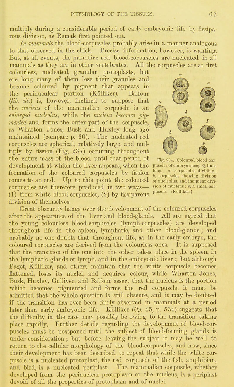 Fig. 23a. Coloured blood cor- piisRles of embiyo sheep 3.} lines long. 0.. coi-i)useles dividing ; 6, corpuaoles showing division of nucleolus, and incipient divi- sion of nucleus ; c, a small cor- puscle. (KoUilcer.) multiply during a considerable period of early embryonic life by fi.ssipa- rous division, as Remak first pointed out. Ill mammals the blood-corpuscles probably arise in a manner analogous to that observed in the chick. Precise information, however, is wanting. But, at all events, the primitive red blood-corpuscles are nucleated in all mammals as they are in other vertebrates. All the corpuscles are at first colourless, nucleated, granular protoplasts, but ere long many of them lose their granules and become coloured by jjigment that appears in the perinuculear portion (KoUiker). Balfour (Jib. cit.) is, however, inclined to suppose that the nucleus of the mammalian corpuscle is an enlarged nucleolus, while the nucleus becomes pig- mented and forms the outer part of the corpuscle, as Wharton Jones, Busk and Huxley long ago maintained (compare p. 60). The nucleated red corpuscles are spherical, relatively large, and mul- tiply by fission (Fig. 23a) occurring throughout the entire mass of the blood until that period of development at which the liver appears, when the formation of the coloured corpuscles by fission comes to an end. Up to this point the coloured corpuscles are therefore produced in two ways— (1) from white blood-corpuscles, (2) by fissiparous division of themselves. Great obscurity hangs over the development of the coloured corpuscles after the appearance of the liver and blood-glands. All are agreed that the young colourless blood-corpuscles (lymph-corpuscles) are developed throughout life in the spleen, lymphatic, and other blood-glands; and probably no one doubts that throughout life, as in the early embryo, the coloured corpuscles are derived from the colourless ones. It is supposed that the transition of the one into the other takes place in the spleen, in the lymphatic glands or lymph, and in the embryonic liver ; but although Paget, Kolliker, and otliers maintain that the white corpuscle becomes flattened, loses its nuclei, and acquires colour, while Wharton Jones, Busk, Huxley, Gulliver, and Balfour assert that the nucleus is the portion which becomes pigmented and forms the red corpuscle, it must be admitted that the whole question is still obscure, and it may be doubted if the transition has ever been fairly observed in mammals at a period later than early embryonic life. Kolliker {Op. 45, p. 534) suggests that the difficulty in the case may possibly be owing to the transition taking place rapidly. Further details regarding the development of blood-cor- puscles must be postponed until the subject of blood-forming glands is under consideration; but before leaving the subject it may be well to return to the cellular morphology of the blood-corpuscles, and now, since their development has been described, to repeat that while the white cor- puscle is a nucleated protoplast, the red corpuscle of the fish, amphibian, and bird, is a nucleated periplast. The mammalian corpuscle, whether developed from the perinuclear protoplasm or the nucleus, is a periplast devoid of all the properties of protoplasm and of nuclei.