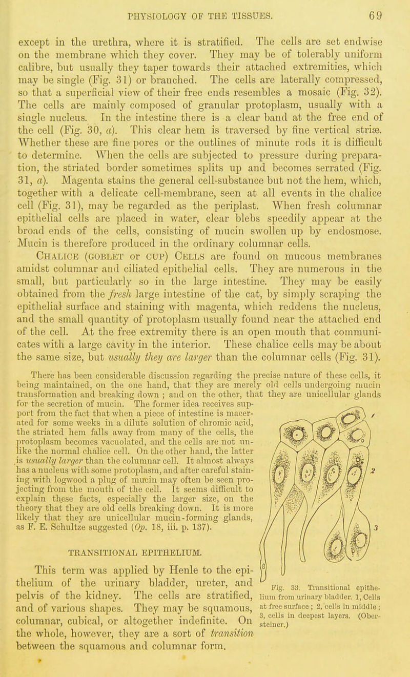 except in the urethra, where it is stratified. The cells are set endwise ou the membrane which they cover. They may be of tolerably uniform calibre, but usually they taper towards their attached extremities, which may be single (Fig. 31) or branched. The cells are laterally compressed, so that a superficial view of their free ends resembles a mosaic (Fig. 32). The cells are mainly composed of granular protoplasm, usually with a single nucleus. In the intestine there is a clear band at the free end of the cell (Fig. 30, a). This clear hem is traversed by fine vertical strife. Whether these are fine pores or the outlines of minute rods it is diflficult to determine. When the cells are subjected to pressure during prepara- tion, the striated border sometimes sj^lits up and becomes serrated (Fig. 31, a). Magenta stains the general cell-substance but not the hem, which, together with a delicate cell-membrane, seen at all events in the chalice cell (Fig. 31), may be regarded as the periplast. When fresh columnar epithelial cells are placed in water, clear blebs speedily aj^pear at the broad ends of the cells, consisting of mucin swollen up by endosmose. Mucin is therefore produced in the ordinary columnar cells. Chalice (goblet or cup) Cells are found on mucous membranes amidst columnar and ciliated ejDithelial cells. They are numerous in the small, but particularly so in the large intestine. They may be easily obtained from the fresh large intestine of the cat, by simj)ly scraping the epithelial surface and staining with magenta, which reddens the nucleus, and the small quantity of protoplasm usually found near the attached end of the cell. At the free extremity there is an open mouth that communi- cates with a large cavity in the interior. These chalice cells may be about the same size, but usually they are larger than the columnar cells (Fig. 31). There has been considerable discussion regarding the precise nature of these cells, it being maintained, on the one hand, that they are merely old cells undergoing mucin transformation and breaking down ; and on the other, that they are unicellular glands foi- the secretion of mucin. The former idea receives sup- \>ovt from the fact that when a piece of intestine is macer- ated for some weeks in a dilute solution of chromic aciil, the striated hem falls away from many of the cells, the ])rotoj)lasm becomes vacuolated, and the cells are not un- like the normal chalice cell. On tlie other hand, the latter .is iisiutlly larger than the columnar cell. It almost always has a nucleus with some jirotoplasm, and after careful stain- ing -mXh. logwood a plug of mutjin may often be seen pro- jecting from the mouth of the cell. It seems difficult to explain these facts, especially the larger size, on the theory that they are old cells breaking down. It is more likely that they are unicellular mucin-forming glands, as F. E. Schultze suggested (Op. 18, iii. p. 137). TRANSITIONAL EPITHELIUM. This term was applied by Henle to the epi- thelium of the urinary bladder, ureter, and pelvis of the kidney. The cells are stratified, and of various shapes. They may be squamous, columnar, cubical, or altogether indefinite. On the whole, however, they are a sort of transition between the squamous and columnar form. Fig. 33. Transitional epithe- lium from urinaiy bladder. 1, Cells at free surface ; 2, colls in middle ; 3, cells in deepest layers. (Ober- steiuer.)