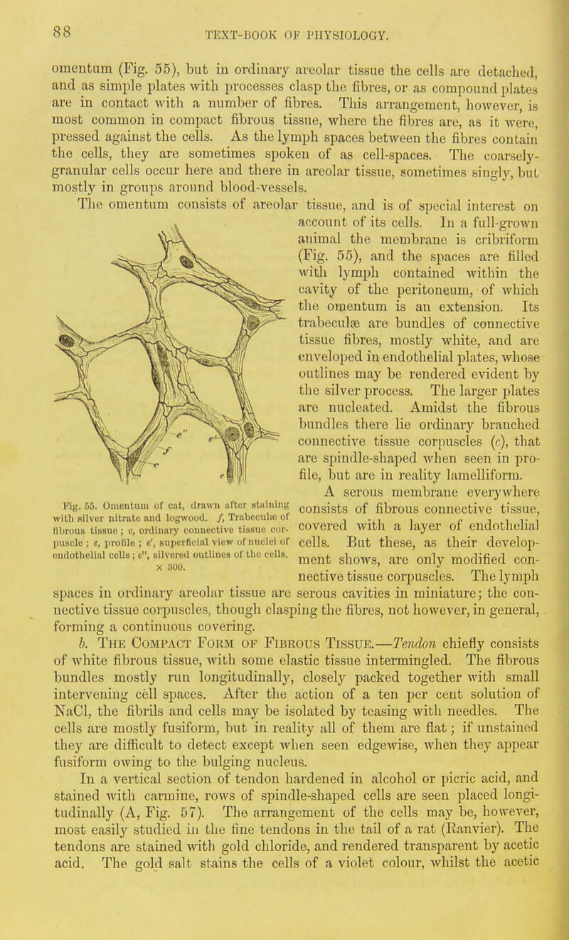 omentum (Fig. 55), but in ordinary areolar tissue the cells are detached, and as simple plates with jn-ocesses clasp the fibres, or as compound plates are in contact M'itli a number of fibres. This arrangement, however, is most common in compact fibrous tissue, where the fibres are, as it wen;, pressed against the cells. As the lymph spaces between the fibres contain the cells, they are sometimes spoken of as cell-spaces. The coarsely- granular cells occm- here and there in areolar tissue, sometimes singly, but mostly in groups around blood-vessels. Tlie omentum consists of areolar tissue, and is of special interest on account of its cells. In a full-grown animal the membrane is cribriform (Fig. 55), and the spaces are filled with lymph contained within the cavity of the peritoneum, of which the omentum is an extension. Its trabecule are bundles of connective tissue fibres, mostly white, and are enveloped in endothelial plates, whose outlines may be rendered evident by the silver process. The larger plates are nucleated. Amidst the fibrous bundles there lie ordinary branched connective tissue corpuscles (c), that are spindle-shaped Avhen seen in pro- file, but are in reality lamelliform. A serous membrane everywhere consists of fibrous connective tissue, covered with a layer of endothelial cells. But these, as their develop- ment shows, are only modified con- nective tissue corpuscles. The lymph spaces in ordinary areolar tissue are serous cavities in miniature; the con- nective tissue corpuscles, though clasping the fibres, not however, in general, forming a continuous covering. h. The Compact Form of Fibrous Tissue.—Tendon chiefly consists of white fibrous tissue, with some elastic tissue intermingled. The fibrous bundles mostly run longitudinally, closely packed together with small intervening cell spaces. After the action of a ten per cent solution of NaCl, the fibrils and cells may be isolated by teasing witli needles. The cells are mostly fusiform, but in reality all of them are flat; if unstained they are difficult to detect except when seen edgewise, when they appear fusiform owing to the bulging nucleus. In a vertical section of tendon hardened in alcohol or picric acid, and stained with carmine, rows of spindle-shaped cells are seen placed longi- tudinally (A, Fig. 57). The arrangement of the cells may be, however, most easily studied in the fine tendons in the tail of a rat (Eanvier). The tendons are stained with gold chloride, and rendered transparent by acetic acid. The gold salt stains the cells of a violet colour, whilst the acetic Kig. 65. Omentmii of cat, drawn after st«iniii(; with silver nitrate and logwood. /, Trabeeulic of lllirous tissue; c, ordinary connective tissue cor- puscle ; c, iirolUe ; <f, superllcial view of nuclei of endothelial cells; c, silvered outlines of the cells. X 300.