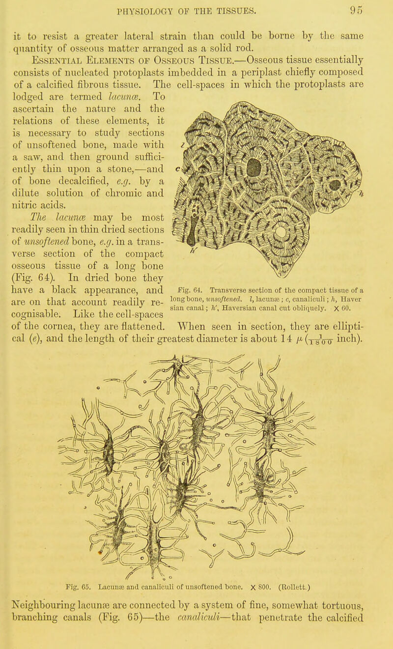 it to resist a gi'eater lateral strain than could be borne by the same quantity of osseous matter arranged as a solid rod. Essential Elements of Osseous Tissue.—Osseous tissue essentially consists of nucleated protoplasts imbedded in a periplast chiefly composed of a calcified fibrous tissue. The cell-spaces in which the protoplasts are lodged are termed lacunce. To ascertain the nature and the relations of these elements, it is necessai-y to study sections of unsoftened bone, made with a saw, and then ground suffici- ently thin upon a stone,—and of bone decalcified, e.g. by a dilute solution of chromic and niti'ic acids. The lacunce may be most readily seen in thin dried sections of unsoftened bone, e.g. in a trans- verse section of the compact osseous tissue of a long bone (Fig. 64). In dried bone they have a black appearance, and are on that account readily re- cognisable. Like the cell-sj^aces of the cornea, they are flattened. Fig. 64. Transverse section of the compact tissue of a long bone, unsoftened. I, lacunK ; c, canaliculi; h, Haver sian canal; h\ Haversian canal cut obliquely. X 00. When seen in section, they are ellipti- cal (e), and the length of their greatest diameter is about 14 />(. (xs-W inch). Fig. 05. Lacuna; and canaliculi of unsoftenodbone. X SOO. (Rollett.) Neighbouring lacunse are connected by a system of fine, somewhat tortuous, branching canals (Fig. 65)—the canaliculi—that penetrate the calcified