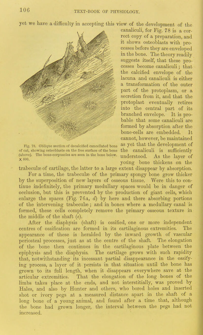 yet we have a difficulty in accepting this view of the development of the canaliculi, for Fig. 78 is a cor- rect copy of a preparation, and it shows osteoblasts with pro- cesses before they are enveloped in the bone. The theory readily suggests itself, that these pro- cesses become canaliculi; that the calcified envelope of the lacuna and canaliculi is either a transformation of the outer part of the protoplasm, or a secretion from it, and that the protoplast eventually retires into the central part of its branched envelope. It is pro- bable that some canaliculi are formed by absorption after the bone-cells are embedded. It cannot, however, be maintained Fig. 78. Oblifiuo section of decalcinetl cancellnted bono J*^^ ^^^^^ development of of cat, sliowing osteoblasts on the free surface of the bone the canalicuU is Sufficiently (above). The bone-oorpusolos arc seen In the bone below, understood. As the layer of ^  yoiing bone thickens on the traboculsB of cartilage, the latter to a large extent disappear by absorption. For a time, the trabeculae of tlie primary spongy bone grow thicker by the superposition of new layers of osseous tissue. Were this to con- tinue indefinitely, the primary medullary spaces would be in danger of occlusion, but this is prevented by the production of giant cells, which enlarge the spaces (Fig. 76a, d) by here and there absorbing portions of the intervening trabeculae; and in bones where a medullary canal is formed, these cells completely remove the primary osseous texture in the middle of the shaft (e). After the diaphysis (shaft) is ossified, one or more independent centres of ossification are formed in its cartilaginous extremities. The appearance of these is heralded by the inward growth of vascular periosteal processes, just as at the centre of tlie shaft. The elongation of the bone then continues in the cartilaginous plate between the epiphysis and the diaphysis. The cartilage grows with such rapidity that, not\dthstanding its incessant partial disappearance in the ossify- ing process, a layer of it persists in that situation until the bone has grown to its full length, when it disappears everywhere save at the articular extremities. That the elongation of the long bones of the limbs takes place at the ends, and not interstitially, was proved by Hales, and also by Hunter and others, who bored holes and inserted shot or ivory pegs at a measured distance apart in the shaft of a long bone of a young animal, and found after a time that, although the bone had grown longer, the interval between the pegs had not increased.