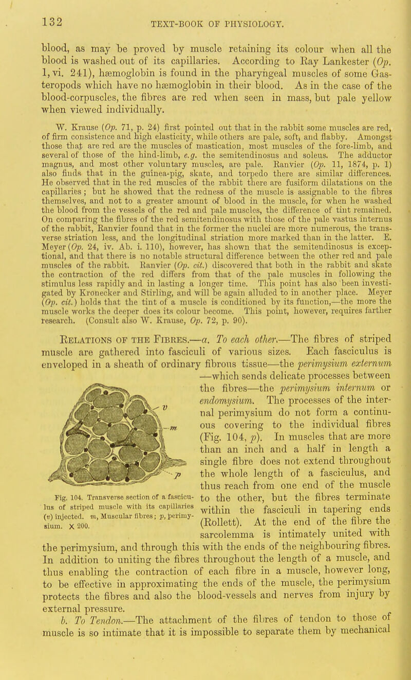 blood, as may be proved by muscle retaining its colour when all the blood is washed out of its capillaries. According to Ray Lankester {Op. 1, vi. 241), haemoglobin is found in the pharyngeal muscles of some Gas- teropods which have no hEemoglobin in their blood. As in the case of the blood-corpuscles, the fibres are red when seen in mass, but pale yellow when viewed individually. W. Krause (Op. 71, p. 24) first pointed out that in the rabbit some muscles are red, of firm consistence and high elasticity, while others are pale, soft, and flabby. Amongst those that are red are the muscles of mastication, most muscles of the fore-limb, and several of those of the hind-limb, e.g. the semitendinosus and soleus. The adductor magnus, and most other voluntary muscles, are pale. Ranvier (0;;. 11, 1874, p. 1) also finds that in the guinea-pig, skate, and torpedo there are similar difterences. He observed that in the red muscles of the rabbit there are fusiform dilatations on the capillaries; but he showed that the redness of the muscle is assignable to the fibres themselves, and not to a greater amount of blood in the muscle, for when he washed the blood from the vessels of the red and pale muscles, the difference of tint remained. On comparing the fibres of the red semitendinosus with those of the pale vastus internus of the rabbit, Ranvier found that in the former the nuclei are more numerous, the trans- verse sti'iation less, and the longitudinal striation more marked than in the latter. E. Meyer (Op. 24, iv. Ab. i. 110), however, has shown that the semitendinosus is excep- tional, and that there is no notable structural diflerence between the other red and pale muscles of the rabbit. Ranvier (Op. cit.) discovered that both in the rabbit and skate the contraction of the red differs from that of the pale muscles in following the stimulus less rapidly and in lasting a longer time. This point has also been investi- gated by Kronecker and Stirling, and will be again alluded to in another place. Meyer (Op. cit.) holds that the tint of a muscle is conditioned by its function,—the more the muscle works the deeper does its colour become. This point, however, requires farther research. (Consult also W. Krause, Op. 72, p. 90). Relations of the Fibres.—a. To each other,—The fibres of striped muscle are gathered into fasciculi of various sizes. Each fasciculus is enveloped in a sheath of ordinary fibrous tissue—the perimysium externum —which sends delicate processes between the fibres—the perimysium internum or endomysium. The processes of the inter- nal perimysium do not form a continu- ous covering to the individual fibres (Fig. 104, p). In muscles that are more than an inch and a half in length a single fibre does not extend throughout the whole length of a fasciculus, and thus reach from one end of the muscle Fig. 104. TrnnsvEise section of a fascicu- to the other, but the fibres terminate iu8 of striped muscle with its cainiiaries .^yiy^j^ the fasciculi in tapering ends '^ (Rollett). At the end of the fibre the sarcolemma is intimately united with the perimysium, and through this with the ends of the neighbouring fibres. In addition to uniting the fibres throughout the length of a muscle, and thus enabling the contraction of each fibre in a muscle, however long, to be effective in approximating the ends of the muscle, the perimysium protects the fibres and also the blood-vessels and nerves from injury by external pressure. b. To Tendon.—The attachment of the fibres of tendon to those of muscle is so intimate that it is impossible to separate them by mechanical