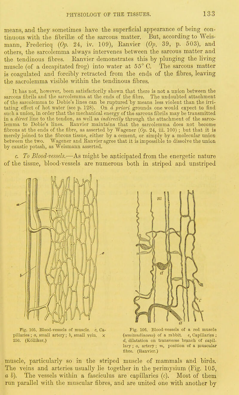 means, and they sometimes have the superficial appearance of being con- tinuous with the fibrillse of the sarcous matter. But, according to Weis- mann, Fredericq {Op. 24, iv. 109), Ranvier {Op. 39, p. 503), and others, the sarcolemma always intervenes between the sarcous matter and the tendinous fibres. Eanvier demonstrates this by plunging the living muscle (of a decapitated frog) into water at 55° 0. The sarcous matter is coagulated and forcibly retracted from the ends of the fibres, leaving the sacrolemma visible within the tendinous fibres, It has not, however, been satisfactorily shown thp.t there is not a union between the sarcous fibrils and the sarcolemma at the ends of the fibre. The undoubted attachment of the sarcolemma to Dobie's lines can be ruptured by means less violent than the irri- tating effect of hot water (see p. 128). On d priori grounds one would ejcpect to find such a union, in order that the mechanical energy of the sfircous fibrils may be transmitted in a direct line to the tendon, as well as indirectly through the attachment of the sarco- lemma to Dobie's lines. Ranvier maintains that the sarcolemma does not become fibrous at the ends of the fibre, as asserted by Wagener (Op. 24, iii. 100) ; but that it is merely joined to the fibrous tissue, either by a cement, or simply by a molecular union between the two. Wagener and Ranvier agree that it is impossible to dissolve the union by caustic potash, as Weismann asserted. c. To Blood-vessels.—As might be anticipated from the energetic nature of the tissue, blood-vessels are numerous both in striped apd unstriped Fig. 105. Blood-vessels of muscle, c, Ca- Fig. 106. Blood-vessels of a red muscle pillaries ; o, small artery; h, small ygiu, x (scmMendinoms) of a rnlibit, e, Capillarips ; 250. (Kblliker,) d, dilatation on transverse brjincli of capil- lary ; a, artery; m, position of a ^nuscular fibre. (Ranvier.) muscle, particularly so in the striped muscle of mammals and birds. The veins and arteries usually lie together in the perimysium (Fig. 105, a h). The vessels within a fasciculus are capillaries (c). Most of them run parallel with the muscular fibres, and are united one with another by
