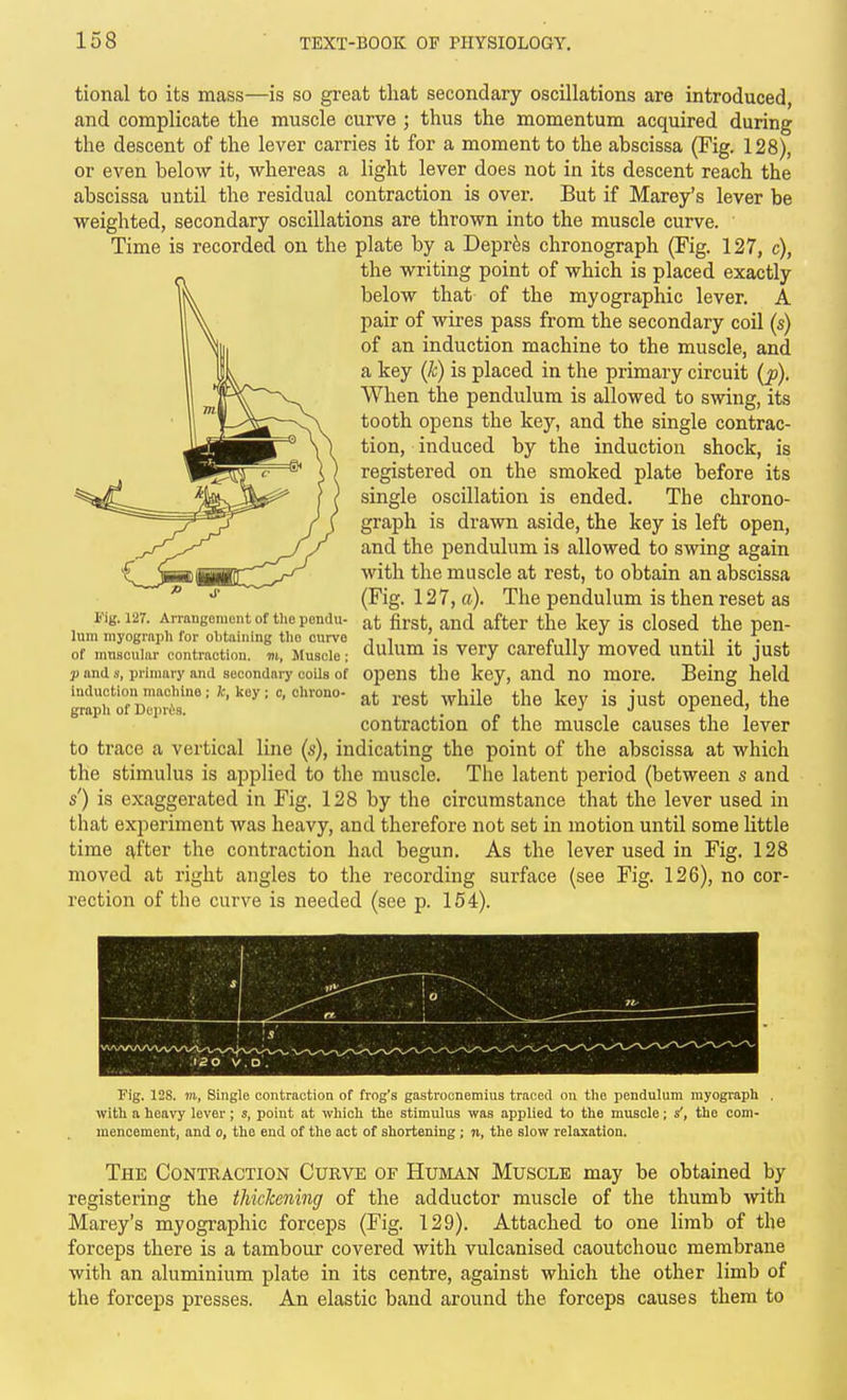 tional to its mass—is so great that secondary oscillations are introduced, and complicate the muscle curve ; thus the momentum acquired during the descent of the lever carries it for a moment to the abscissa (Fig. 128), or even below it, whereas a light lever does not in its descent reach the abscissa until the residual contraction is over. But if Marey's lever be weighted, secondary oscillations are thrown into the muscle curve. Time is recorded on the plate by a Depr^s chronograph (Fig. 127, c), the writing point of which is placed exactly below that of the myographic lever. A pair of wires pass from the secondary coil (s) of an induction machine to the muscle, and a key (Jc) is placed in the primary circuit (p). When the pendulum is allowed to swing, its tooth opens the key, and the single contrac- tion, induced by the induction shock, is registered on the smoked plate before its single oscillation is ended. The chrono- graph is drawn aside, the key is left open, and the pendulum is allowed to swing again with the muscle at rest, to obtain an abscissa (Fig. 127, a). The pendulum is then reset as at first, and after the key is closed the pen- dulum is very carefully moved until it just opens the key, and no more. Being held at rest while the key is just opened, the contraction of the muscle causes the lever to trace a vertical line (s), indicating the point of the abscissa at which the stimulus is applied to the muscle. The latent period (between s and s') is exaggerated in Fig. 128 by the circumstance that the lever used in that experiment was heavy, and therefore not set in motion until some little time after the contraction had begun. As the lever used in Fig. 128 moved at right angles to the recording surface (see Fig. 126), no cor- rection of the curve is needed (see p. 154). Fig. 127. Arrangement of the pendu- lum myograph for obtaining the curve of muscular contraction, m, Muscle; p and s, primary and secondary coils of induction machine ; k, key ; c, chrono- graph of Deiiris. Fig. 128. m, Single contraction of frog's gastrocnemius traced on the pendulum myograph , with a heavy lever; s, point at which the stimulus was applied to the muscle; s, the com- mencement, and 0, the end of the act of shortening ; n, the slow relaxation. The Contraction Curve of Human Muscle may be obtained by registering the thickening of the adductor muscle of the thumb with Marey's myographic forceps (Fig. 129). Attached to one limb of the forceps there is a tambour covered with vulcanised caoutchouc membrane with an aluminium plate in its centre, against which the other limb of the forceps presses. An elastic baud around the forceps causes them to