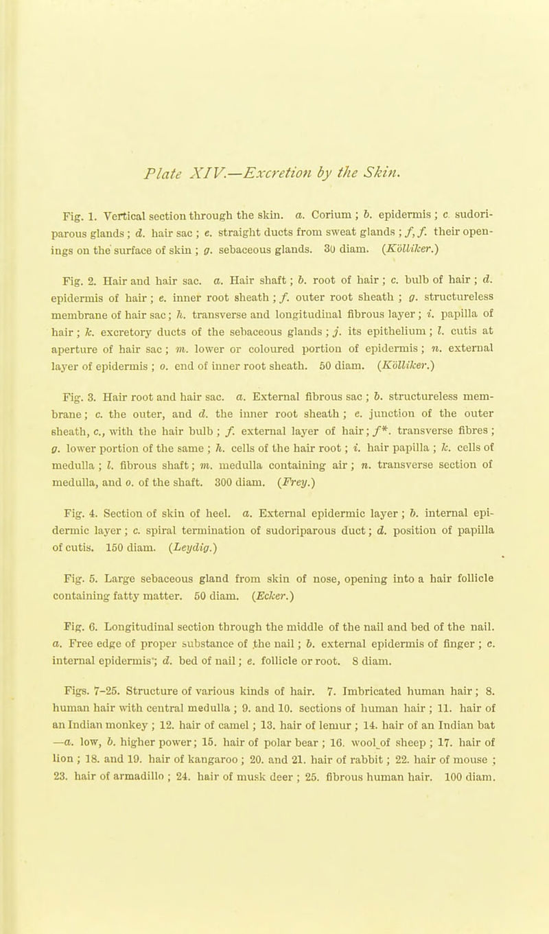 Plate XIV.—Excretion by the Skin. Fig. 1. Vertical section tlirougii the sldn. a. Corium ; 6. epidermis ; c sudori- parous glands; i. liair sac ; e. straiglit ducts from sweat glands ; /, /. tlieir open- ings on the' surface of sliin ; g. sebaceous glands. 3o diam. {KoUiker.) Fig. 2. Hair and hair sac. a. Hair shaft; 6. root of hair; c. bulb of hair; d. epidermis of hair; e. inner root sheath ; /. outer root sheath ; g. structureless membrane of hair sac; h. transverse and longitudinal fibrous layer; i. papilla of hair; k. excretory ducts of the sebaceous glands; j. its epithelium; I. cutis at aperture of hair sac; m. lower or coloured portion of epidermis; n. external layer of epidermis ; o. end of inner root sheath. 50 diam. (Kdlliker.) Fig. 3. Hair root and hair sac. a. External fibrous sac ; b. structureless mem- brane ; c. the outer, and d. the inner root sheath; c. junction of the outer sheath, c, with the hair bulb ; /. external layer of hair; /*. transverse fibres ; g. lower portion of the same ; h. cells of the hair root; i. hair papilla ; k. cells of medulla ; I. fibrous shaft; m. medulla containing air; n. transverse section of medulla, and o. of the shaft. 300 diam. {Frey.) Fig. 4. Section of skin of heel. a. External epidermic layer; 6. internal epi- dermic layer; c. spiral termination of sudoriparous duct; d. position of papilla of cutis. 150 diam. (Leydig.) Fig. 5. Large sebaceous gland from skin of nose, opening Into a hair follicle containing fatty matter. 50 diam. {Ecker.) Fig. C. Longitudinal section through the middle of the nail and bed of the nail. a. Free edge of proper substance of .the nail; 6. external epidermis of finger ; c. internal epidermis; d. bed of nail; e. follicle or root. S diam. Figs. 7-25. Structure of various kinds of hair. 7. Imbricated human hair; 8. human hair with central medulla ; 9. and 10. sections of human hair ; 11. hair of an Indian monkey ; 12. hair of camel; 13. hair of lemur ; 14. hair of an Indian bat —a. low, 6. higher power; 15. hair of polar bear ; 16. woolof .sheep; 17. hair of lion ; 18. and 19. hair of kangaroo ; 20. and 21. hair of rabbit; 22. hair of mouse ; 23. hair of armadillo ; 24. hair of musk deer ; 25. fibrous human hair. 100 diam.