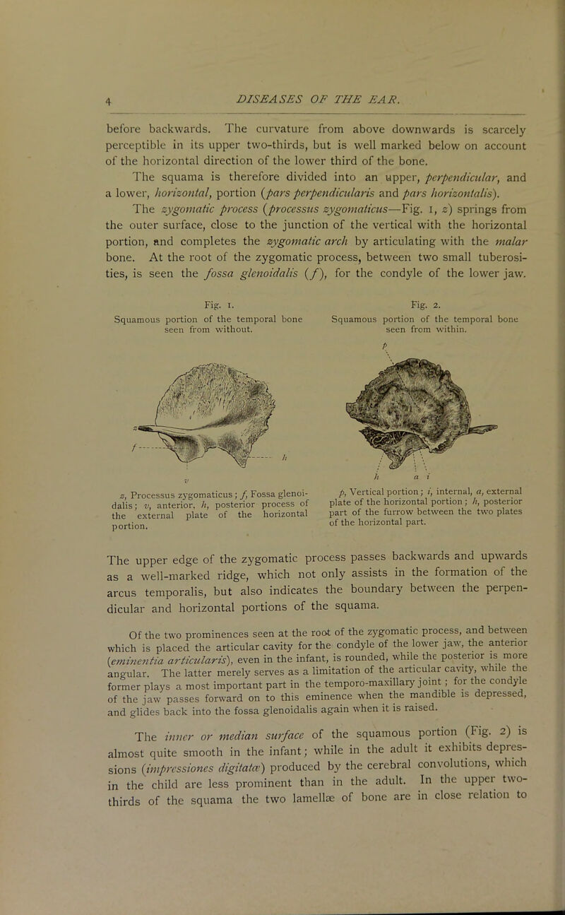 before backwards. The curvature from above downwards is scarcely perceptible in its upper two-thirds, but is well marked below on account of the horizontal direction of the lower third of the bone. The squama is therefore divided into an upper, perpendicular, and a lower, horizontal, portion {pat's perpendicularis and pars horizontalis). The zygomatic process (processus zygomaticus—Fig. I, z) springs from the outer surface, close to the junction of the vertical with the horizontal portion, and completes the zygomatic arch by articulating with the malar bone. At the root of the zygomatic process, between two small tuberosi- ties, is seen the fossa glcnoidalis (/), for the condyle of the lower jaw. Fig. i. Squamous portion of the temporal bone seen from without. s, Processus zygomaticus ; /, Fossa glenoi- dalis; v, anterior, h, posterior process of the external plate of the horizontal portion. Fig. 2. Squamous portion of the temporal bone seen from within. P h a i p, Vertical portion; i, internal, a, external plate of the horizontal portion; h, posterior part of the furrow between the two plates of the horizontal part. The upper edge of the zygomatic process passes backwai ds and upwards as a well-marked ridge, which not only assists in the formation of the arcus temporalis, but also indicates the boundary between the perpen- dicular and horizontal portions of the squama. Of the two prominences seen at the root of the zygomatic process, and between which is placed the articular cavity for the condyle of the lower jaw, the anterior lemimentia articularis), even in the infant, is rounded, while the posterior is more angular. The latter merely serves as a limitation of the articular cavity, v.ule t le former plays a most important part in the temporo-maxillary joint ; for the condyle of the jaw passes forward on to this eminence when the mandible is depressed, and glides back into the fossa glenoidalis again when it is raised. The inner or median surface of the squamous portion (Fig. 2) is almost quite smooth in the infant; while in the adult it exhibits depres- sions (imprcssioncs digitated) produced by the cerebral convolutions, which in the child are less prominent than in the adult. In the upper two- thirds of the squama the two lamellae of bone are in close relation to