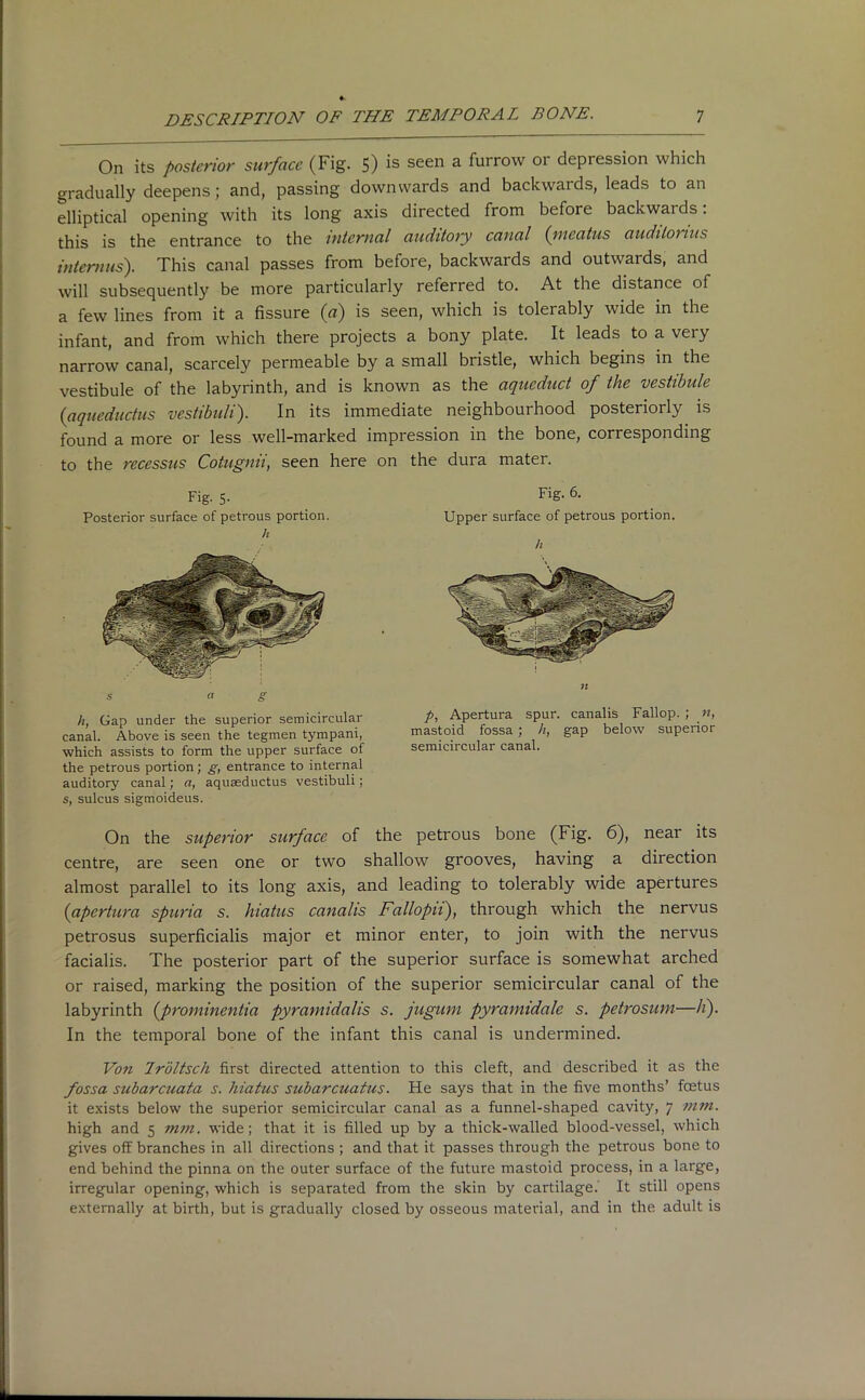 On its posterior surface (Fig. 5) is seen a furrow or depression which gradually deepens; and, passing downwards and backwards, leads to an elliptical opening with its long axis directed from before backwards. this is the entrance to the internal auditory canal {meatus audilonus intemus). This canal passes from before, backwards and outwards, and will subsequently be more particularly referred to. At the distance of a few lines from it a fissure (a) is seen, which is tolerably wide in the infant, and from which there projects a bony plate. It leads to a very narrow canal, scarcely permeable by a small bristle, which begins in the vestibule of the labyrinth, and is known as the aqueduct of the vestibule {aqucductus vestibuli). In its immediate neighbourhood posteriorly is found a more or less well-marked impression in the bone, corresponding to the rccessus Cotugnii, seen here on the dura mater. Fig- 5- Posterior surface of petrous portion. h s a g h, Gap under the superior semicircular canal. Above is seen the tegmen tympani, which assists to form the upper surface of the petrous portion; g, entrance to internal auditory canal; a, aquaeductus vestibuli ; s, sulcus sigmoideus. Fig. 6. Upper surface of petrous portion. ll n p, Apertura spur, canalis Fallop. ; n, mastoid fossa; h, gap below superior semicircular canal. On the superior surface of the petrous bone (Fig. 6), near its centre, are seen one or two shallow grooves, having a direction almost parallel to its long axis, and leading to tolerably wide apertures {apertura spuria s. hiatus canalis Fallopu), through which the nervus petrosus superficialis major et minor enter, to join with the nervus facialis. The posterior part of the superior surface is somewhat arched or raised, marking the position of the superior semicircular canal of the labyrinth {prominentia pyramidalis s. jugum pyramidale s. petrosum—h). In the temporal bone of the infant this canal is undermined. Von Iroltsch first directed attention to this cleft, and described it as the fossa subarcuata s. hiatus subarcuatus. He says that in the five months’ foetus it exists below the superior semicircular canal as a funnel-shaped cavity, 7 mm. high and 5 mm. wide; that it is filled up by a thick-walled blood-vessel, which gives off branches in all directions ; and that it passes through the petrous bone to end behind the pinna on the outer surface of the future mastoid process, in a large, irregular opening, which is separated from the skin by cartilage.' It still opens externally at birth, but is gradually closed by osseous material, and in the adult is