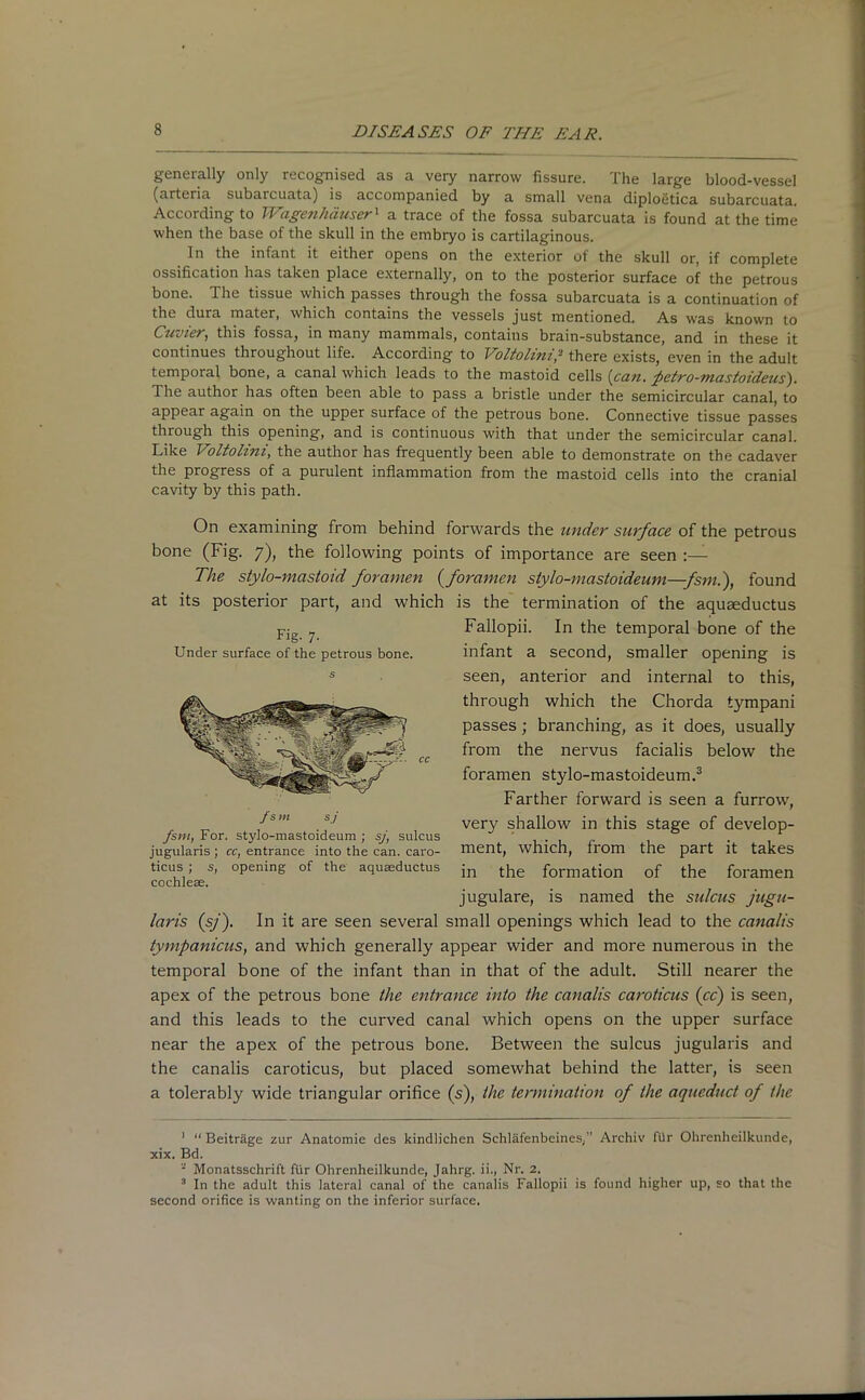 genually only recognised as a very narrow fissure. Ihe large blood-vessel (arteria subaicuata) is accompanied by a small vena diploStica subarcuata. According to Wagenhauser1 2 a trace of the fossa subarcuata is found at the time when the base of the skull in the embryo is cartilaginous. In the infant it either opens on the exterior of the skull or, if complete ossification has taken place externally, on to the posterior surface of the petrous bone. The tissue which passes through the fossa subarcuata is a continuation of the dura mater, which contains the vessels just mentioned. As was known to Cuvier, this fossa, in many mammals, contains brain-substance, and in these it continues throughout life. According to Voltolini? there exists, even in the adult temporal bone, a canal which leads to the mastoid cells [can. fetro-mastoideus}. The author has often been able to pass a bristle under the semicircular canal, to appear again on the upper surface of the petrous bone. Connective tissue passes through this opening, and is continuous with that under the semicircular canal. Like Voltolini, the author has frequently been able to demonstrate on the cadaver the progress of a purulent inflammation from the mastoid cells into the cranial cavity by this path. On examining from behind forwards the under surface of the petrous bone (Fig. 7), the following points of importance are seen The stylo-mastoid foramen (foramen stylo-mastoideum—fsm.), found at its posterior part, and which is the termination of the aqugeductus Failopii. In the temporal bone of the infant a second, smaller opening is seen, anterior and internal to this, through which the Chorda tympani passes ; branching, as it does, usually from the nervus facialis below the foramen stylo-mastoideum.3 Farther forward is seen a furrow, very shallow in this stage of develop- ment, which, from the part it takes tic us f s, opening of the aquseductus jn the formation of the foramen cochleae. jugulare, is named the sulcus jugu- laris (sj). In it are seen several small openings which lead to the canalis tympanicus, and which generally appear wider and more numerous in the temporal bone of the infant than in that of the adult. Still nearer the apex of the petrous bone the entrance into the canalis caroticus (cc) is seen, and this leads to the curved canal which opens on the upper surface near the apex of the petrous bone. Between the sulcus jugularis and the canalis caroticus, but placed somewhat behind the latter, is seen a tolerably wide triangular orifice (s), the termination of the aqueduct of the 1 “ Beitrage zur Anatomie des kindliehen Schlafenbeines,” Archiv fUr Ohrenhcilkunde, xix. Bd. 2 Monatsschrift fiir Ohrenheilkunde, Jahrg. ii., Nr. 2. 3 In the adult this lateral canal of the canalis Failopii is found higher up, so that the second orifice is wanting on the inferior surface. Fig- 7- Under surface of the petrous bone. s fsm, For. stylo-mastoideum ; sj, sulcus jugularis ; cc, entrance into the can. caro-