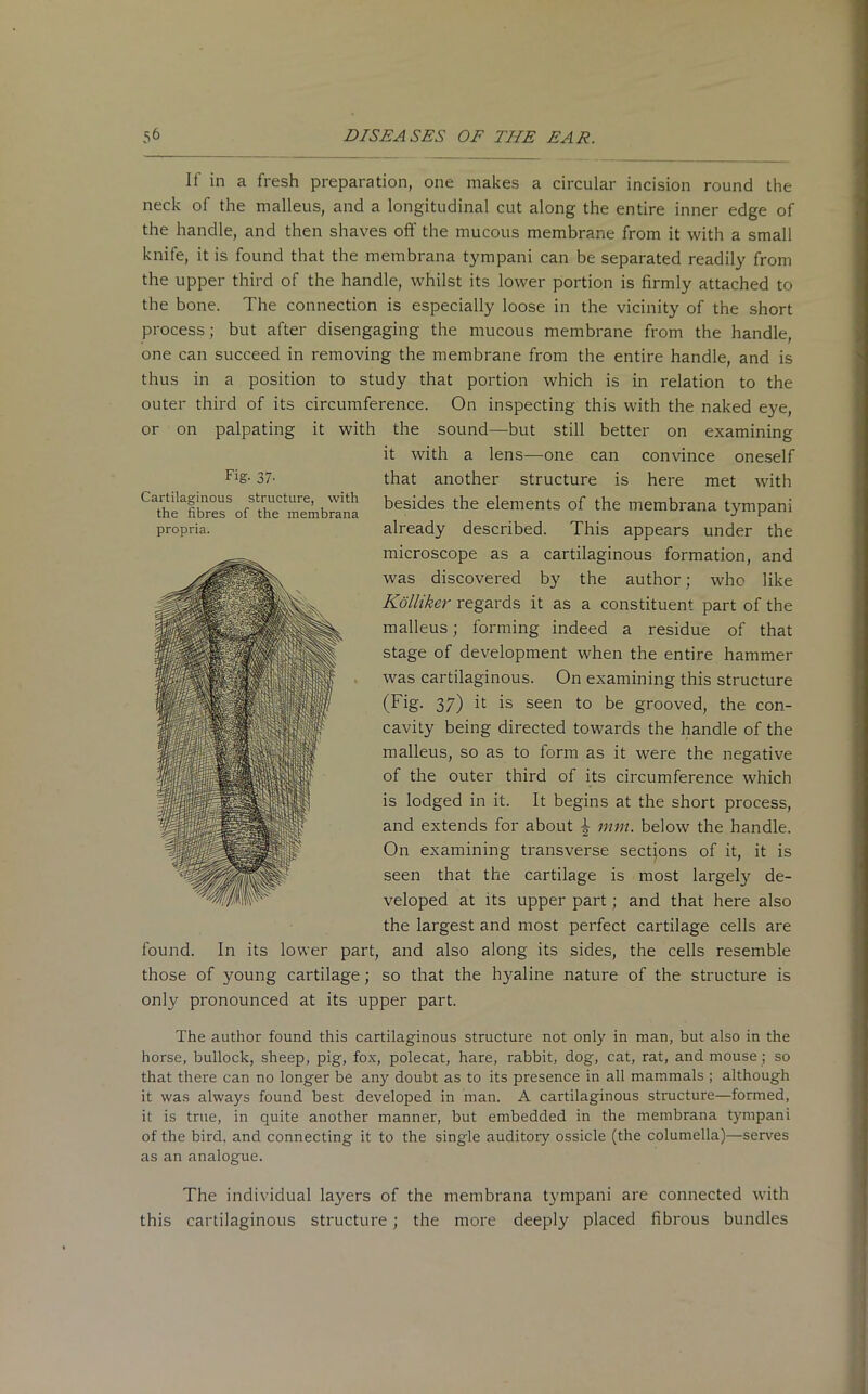 Fig- 37- Cartilaginous structure, with the fibres of the membrana propria. If in a fresh preparation, one makes a circular incision round the neck of the malleus, and a longitudinal cut along the entire inner edge of the handle, and then shaves off the mucous membrane from it with a small knife, it is found that the membrana tympani can be separated readily from the upper third of the handle, whilst its lower portion is firmly attached to the bone. The connection is especially loose in the vicinity of the short process; but after disengaging the mucous membrane from the handle, one can succeed in removing the membrane from the entire handle, and is thus in a position to study that portion which is in relation to the outer third of its circumference. On inspecting this with the naked eye, or on palpating it with the sound—but still better on examining it with a lens—one can convince oneself that another structure is here met with besides the elements of the membrana tympani already described. This appears under the microscope as a cartilaginous formation, and was discovered by the author; who like Kolliker regards it as a constituent part of the malleus; forming indeed a residue of that stage of development when the entire hammer was cartilaginous. On examining this structure (Fig. 37) it is seen to be grooved, the con- cavity being directed towards the handle of the malleus, so as to form as it were the negative of the outer third of its circumference which is lodged in it. It begins at the short process, and extends for about \ mm. below the handle. On examining transverse sections of it, it is seen that the cartilage is most largely de- veloped at its upper part; and that here also the largest and most perfect cartilage cells are found. In its lower part, and also along its sides, the cells resemble those of }^oung cartilage; so that the hyaline nature of the structure is only pronounced at its upper part. The author found this cartilaginous structure not only in man, but also in the horse, bullock, sheep, pig, fox, polecat, hare, rabbit, dog, cat, rat, and mouse; so that there can no longer be any doubt as to its presence in all mammals ; although it was always found best developed in man. A cartilaginous structure—formed, it is true, in quite another manner, but embedded in the membrana tympani of the bird, and connecting it to the single auditory ossicle (the columella)—serves as an analogue. The individual layers of the membrana tympani are connected with this cartilaginous structure ; the more deeply placed fibrous bundles